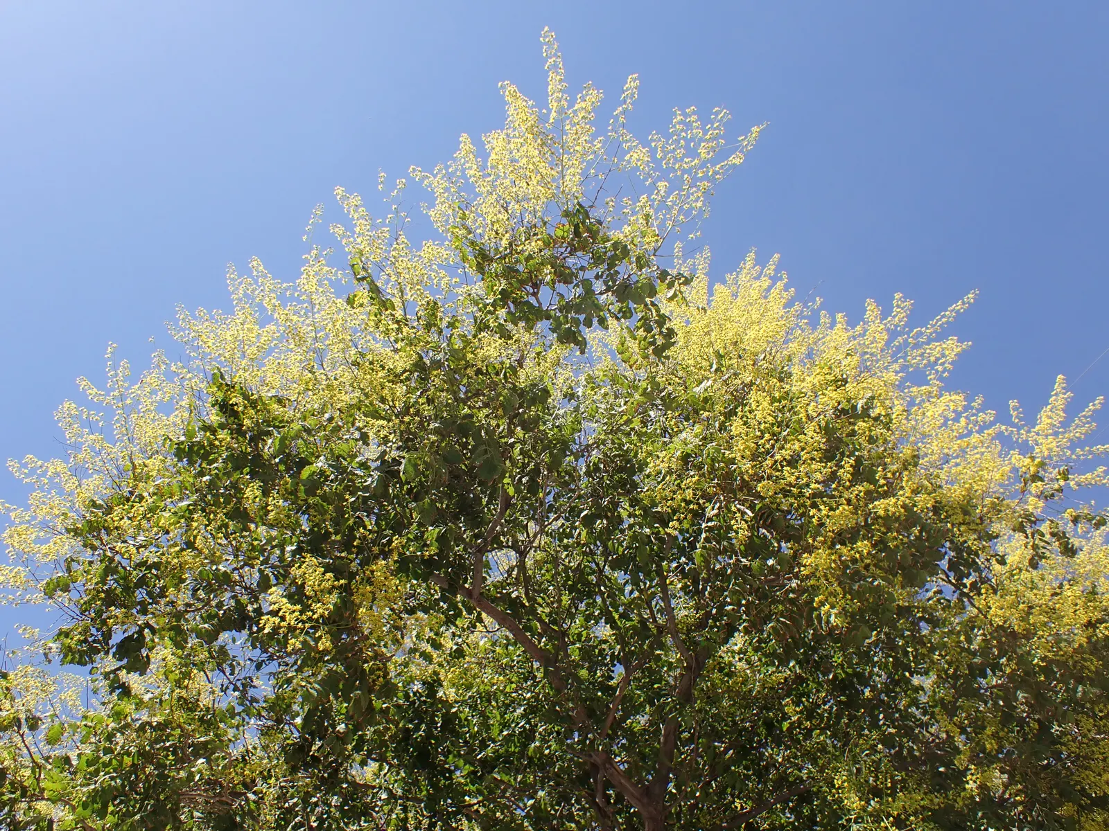 Goldenrain Tree (Koelreuteria Paniculata) — yellow flowers up to 12 to 15 inches long adorn the canopy; regular pruning may be necessary to, image 82