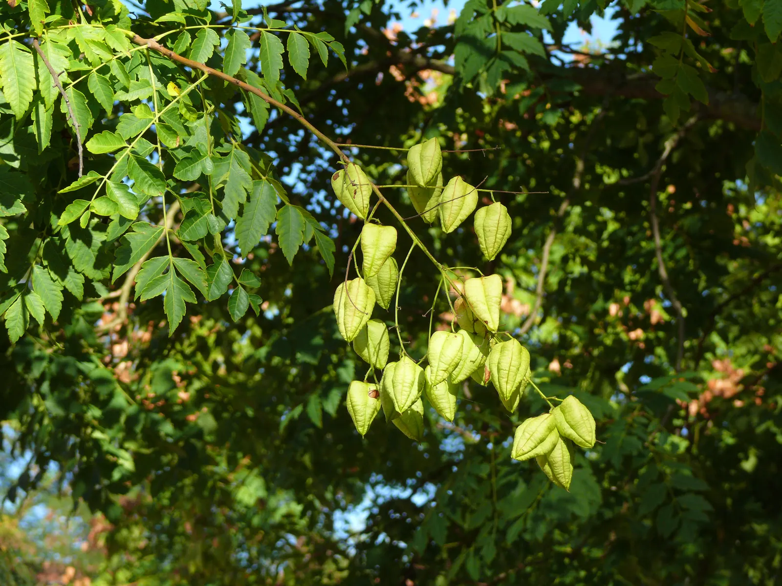 Goldenrain Tree (Koelreuteria Paniculata) — creating a rounded or vase-like canopy that casts a dappled shade; the Goldenrain Tree (Koelreuteria paniculata) is