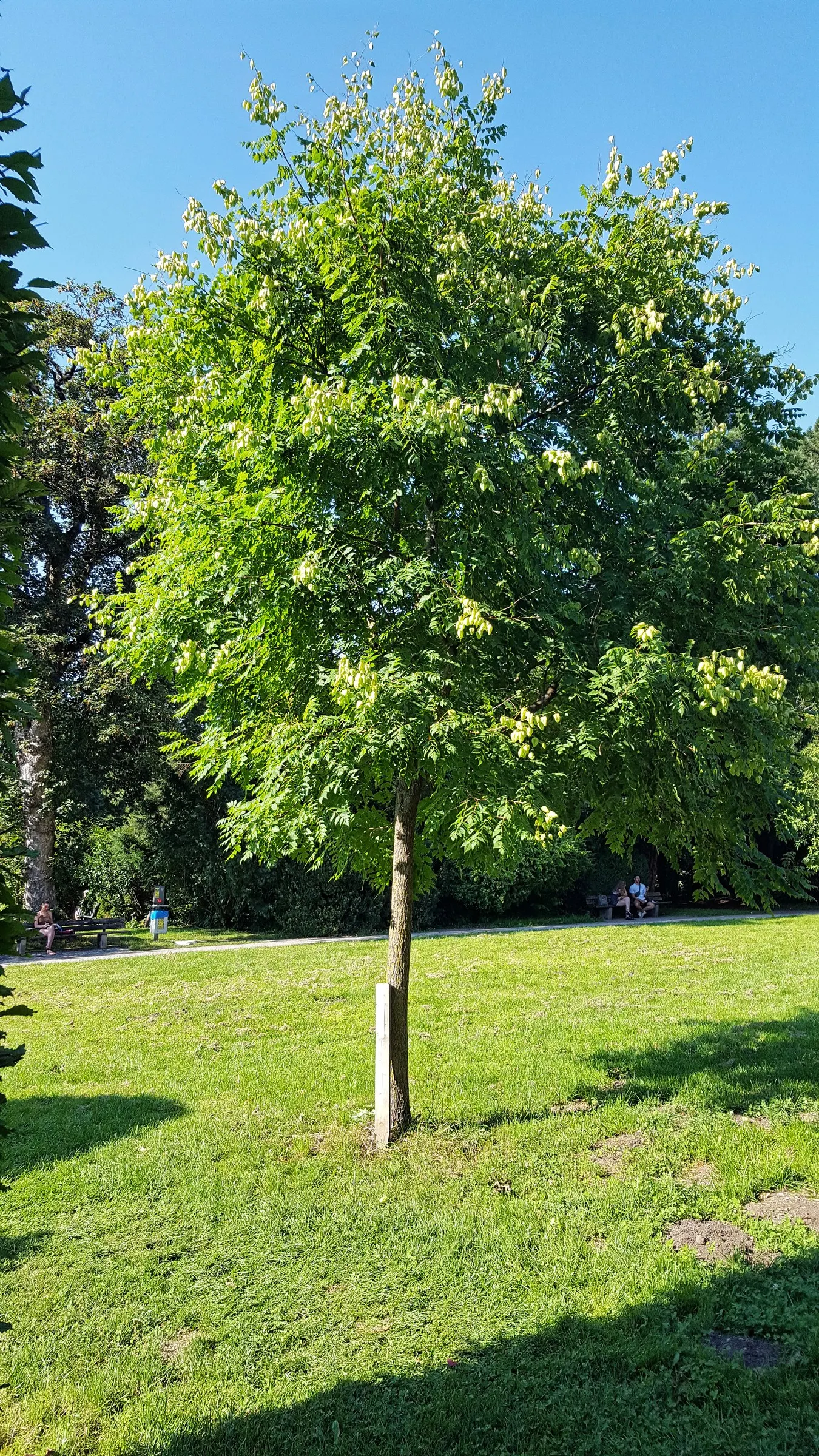Goldenrain Tree (Koelreuteria Paniculata) — Efficient in urban conditions; celebrated for both its vibrant display of yellow flowers and its, image 87