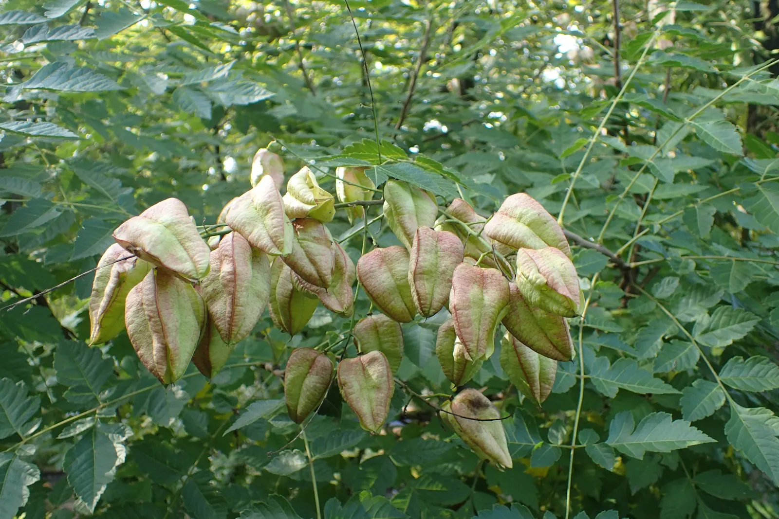 Goldenrain Tree (Koelreuteria Paniculata) — It reaches a mature height of approximately 30 to 40 feet with a spread of 30 to 35 feet; yellow, image 79