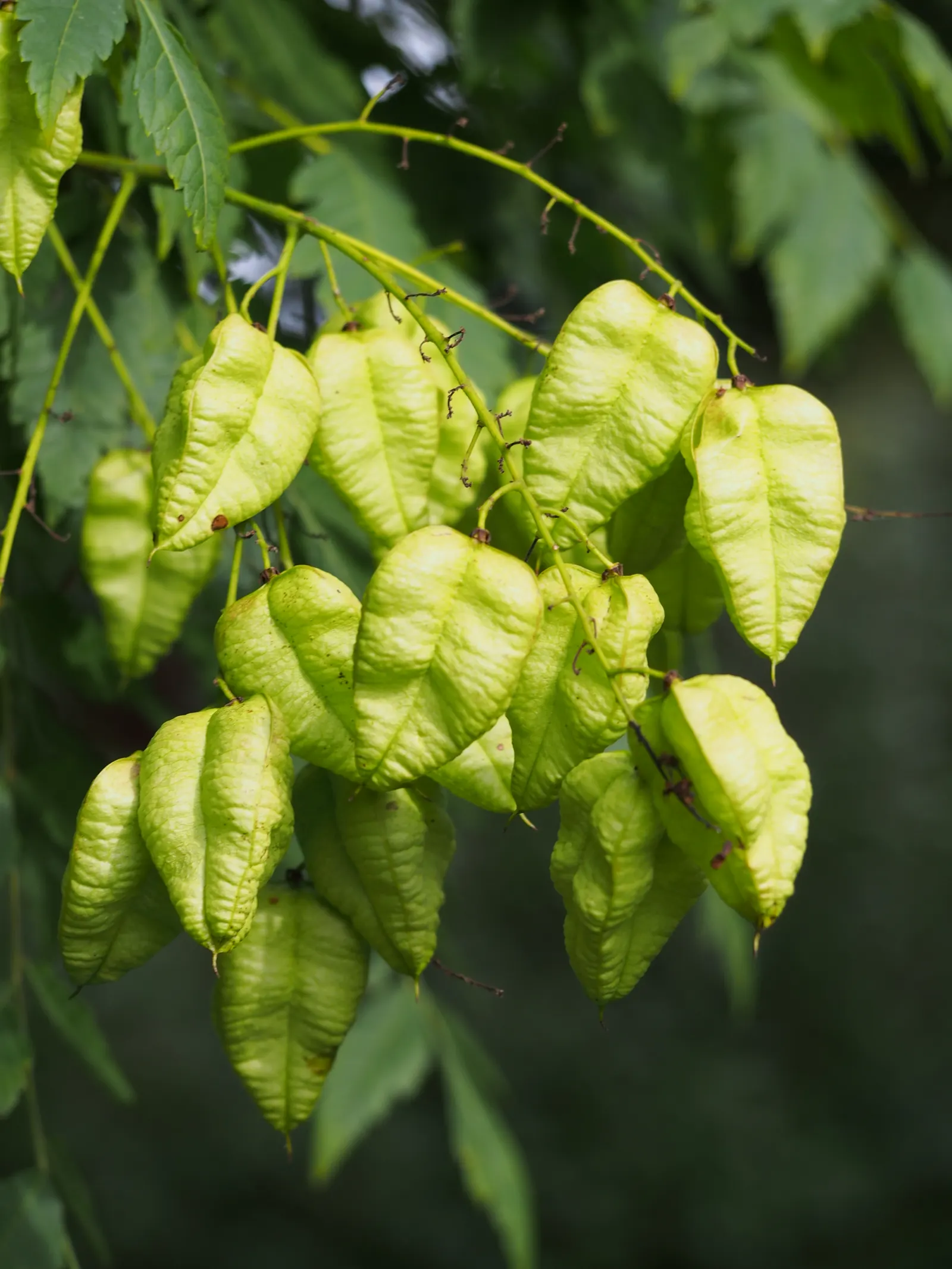 Goldenrain Tree (Koelreuteria Paniculata) — yellow flowers up to 12 to 15 inches long adorn the canopy; regular pruning may be necessary to maintain desired