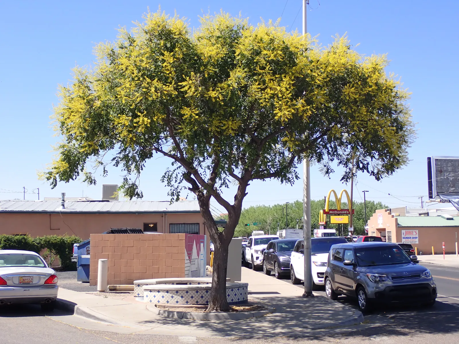 Goldenrain Tree (Koelreuteria Paniculata) — A single specimen makes an enchanting focal point; making it an excellent choice for city, image 92