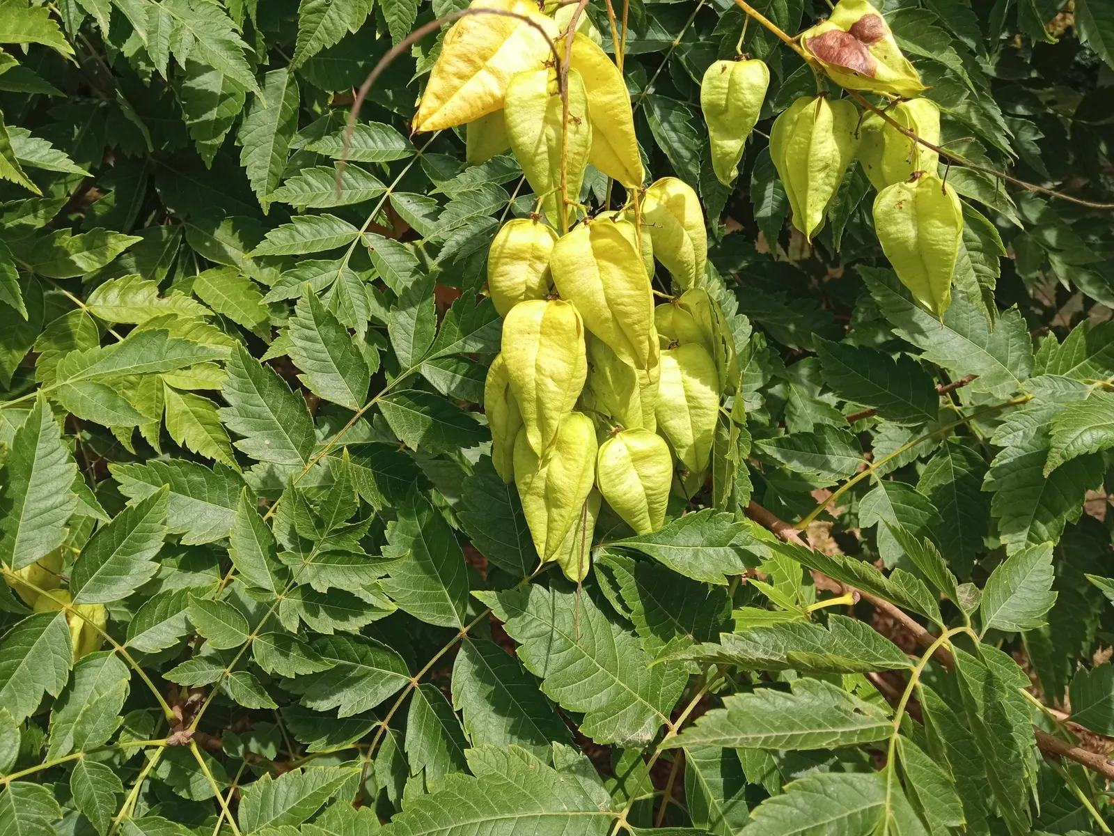 Goldenrain Tree (Koelreuteria Paniculata) — the flowers give way to papery fruit capsules measuring 1 to 2 inches; this species is hardy in USDA Zones 5
