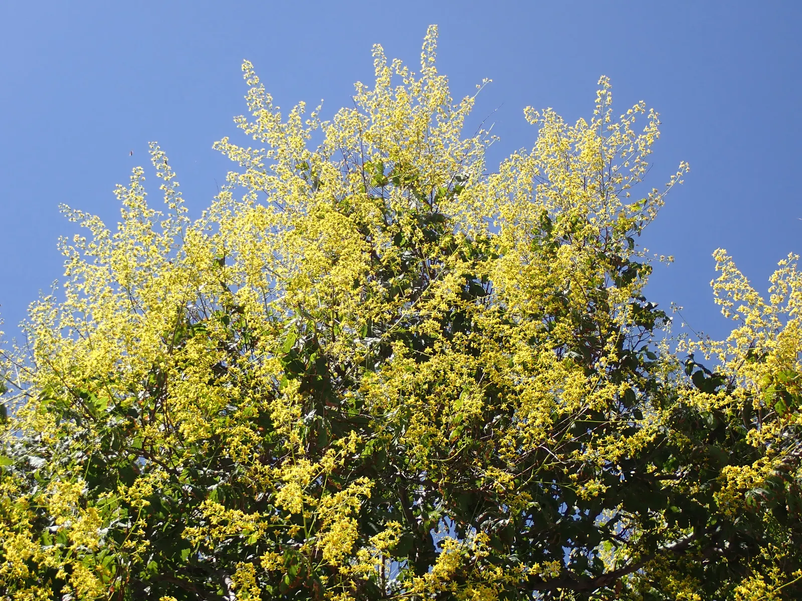 Goldenrain Tree (Koelreuteria Paniculata) — tree for full; while multiple trees can be used for creating avenues or borders within larger spaces, image 72