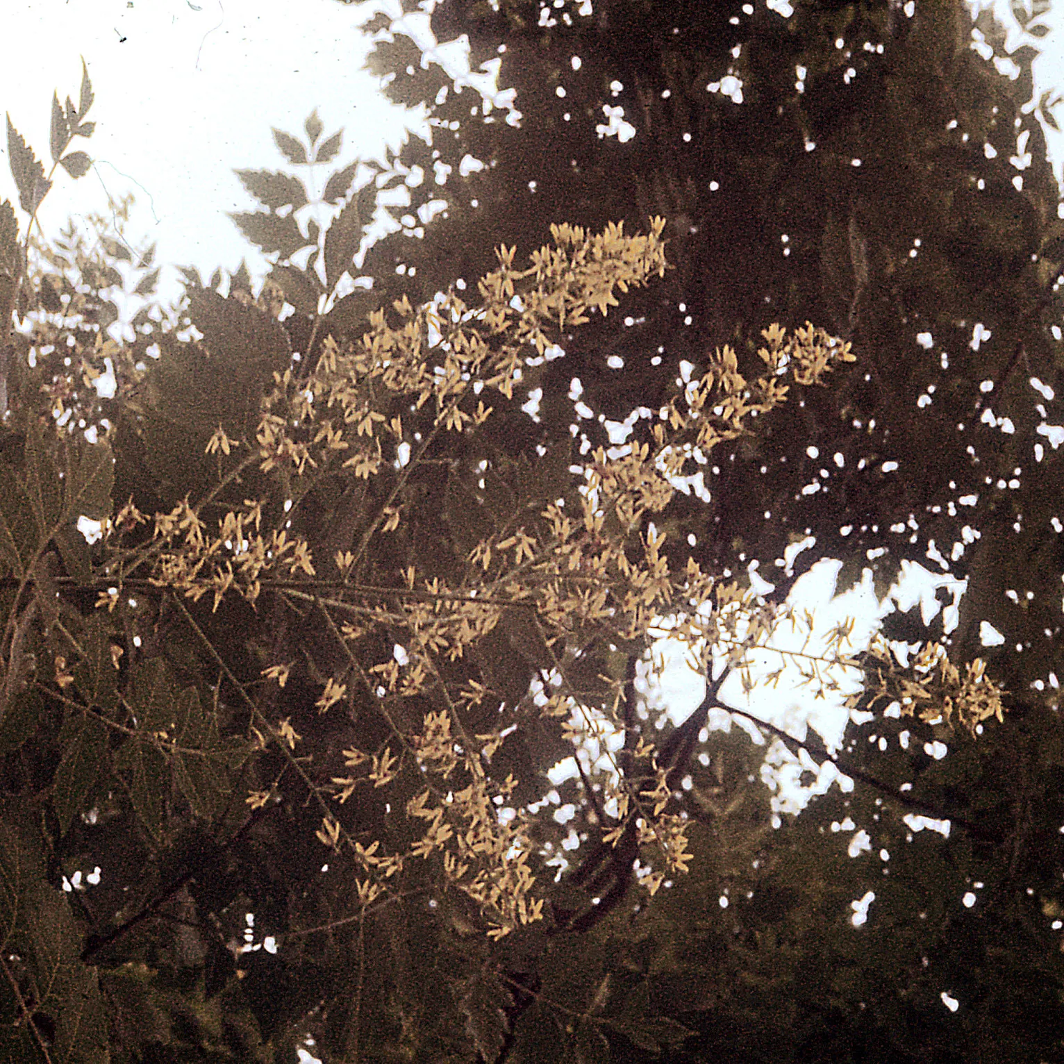 Goldenrain Tree (Koelreuteria Paniculata) — making it an excellent choice for city landscapes.<br><br>When designing a space with this species; a, image 65