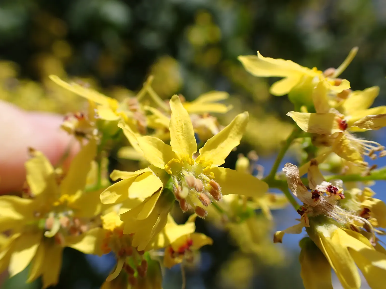 Goldenrain Tree (Koelreuteria Paniculata) — it's a captivating choice for bold visual interest in temperate landscapes; celebrated for its, image 76