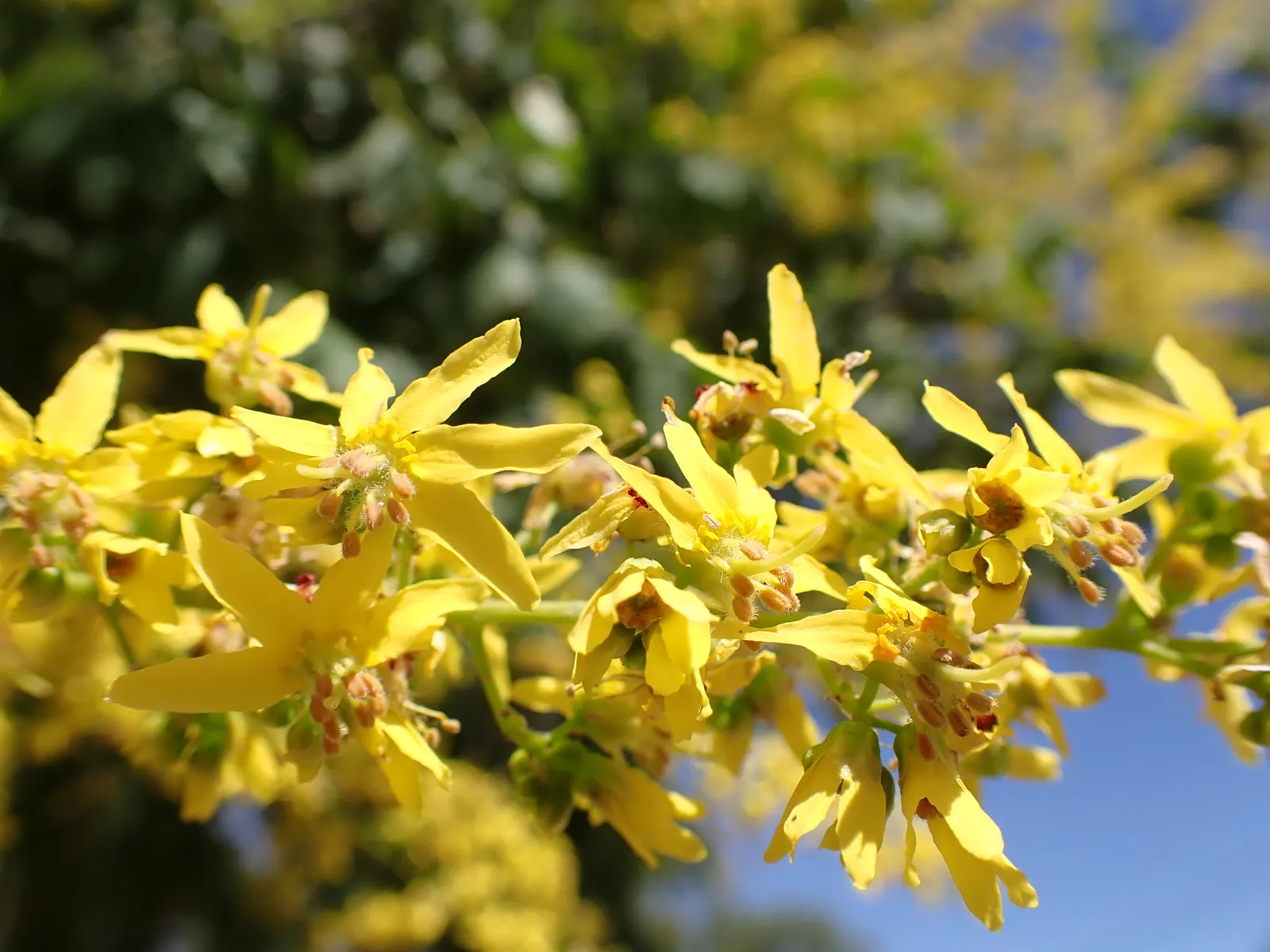 Goldenrain Tree (Koelreuteria Paniculata) — this specimen provides autumn spectacle with pinkish-red seed pods; resembling a golden rain - hence, image 74