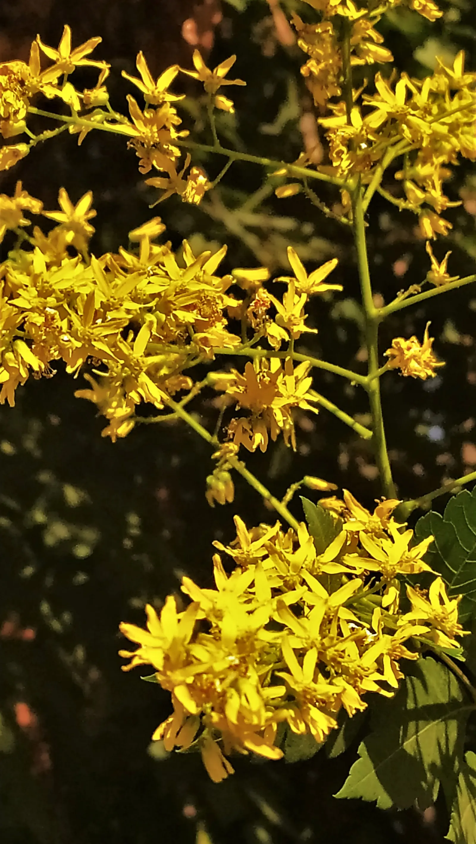 Goldenrain Tree (Koelreuteria Paniculata) — this specimen provides autumn spectacle with pinkish-red seed pods; resembling a golden rain - hence, image 98