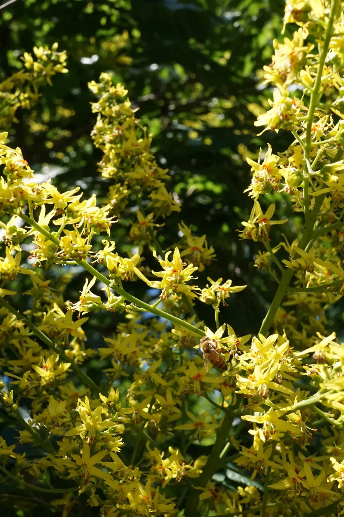 Goldenrain Tree (Koelreuteria Paniculata) — while multiple trees can be used for creating avenues or borders within larger spaces; tree for full, image 69