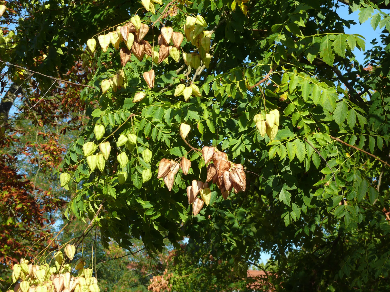 Goldenrain Tree (Koelreuteria Paniculata) — it's a captivating choice for bold visual interest in temperate landscapes; celebrated for its, image 100