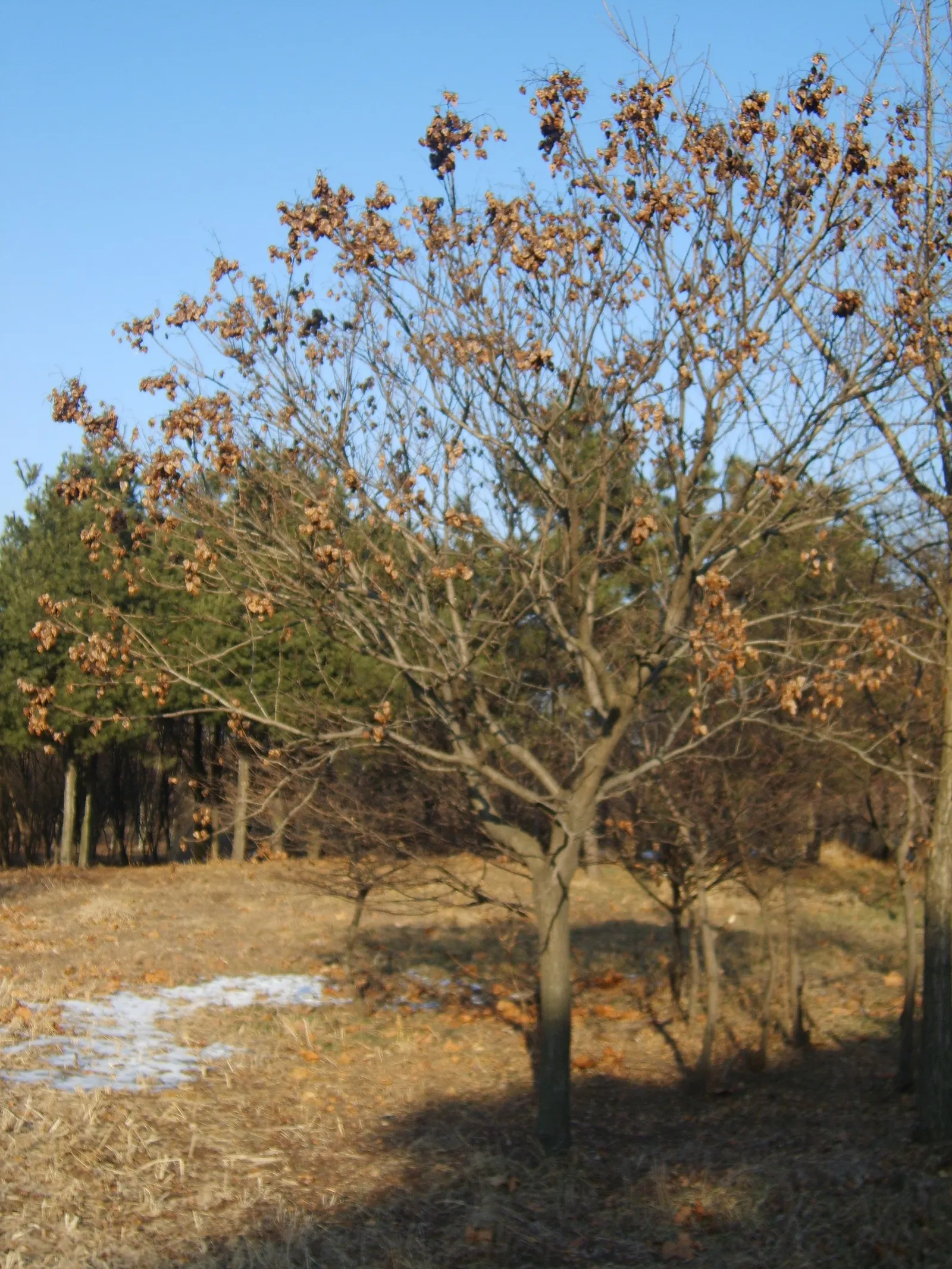 Goldenrain Tree (Koelreuteria Paniculata) — tree for full; while multiple trees can be used for creating avenues or borders within larger spaces, image 96