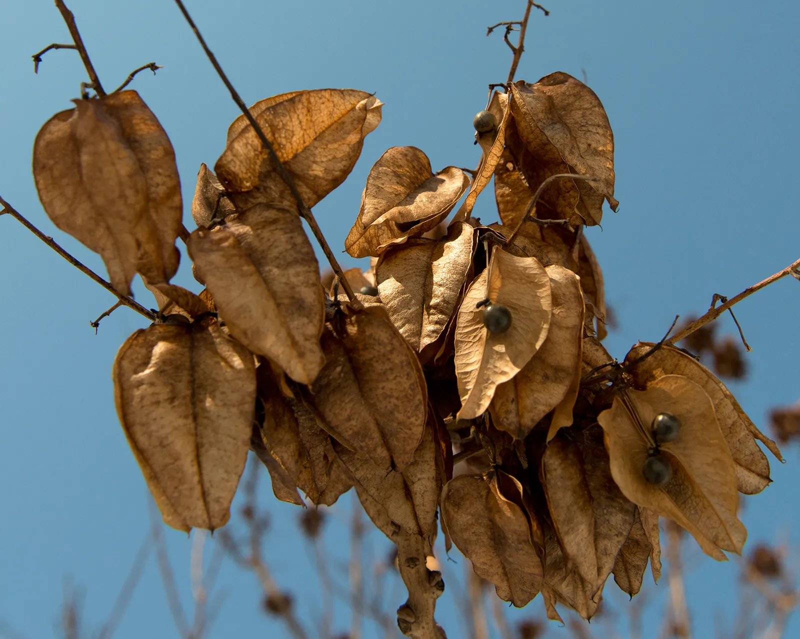Goldenrain Tree (Koelreuteria Paniculata) — the flowers give way to papery fruit capsules measuring 1 to 2 inches; this species is hardy in USDA, image 60
