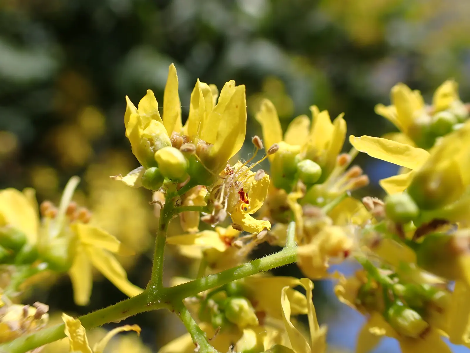 Goldenrain Tree (Koelreuteria Paniculata) — It thrives in full sun, adapts to various soils, and boasts moderate drought tolerance; consider its, image 75