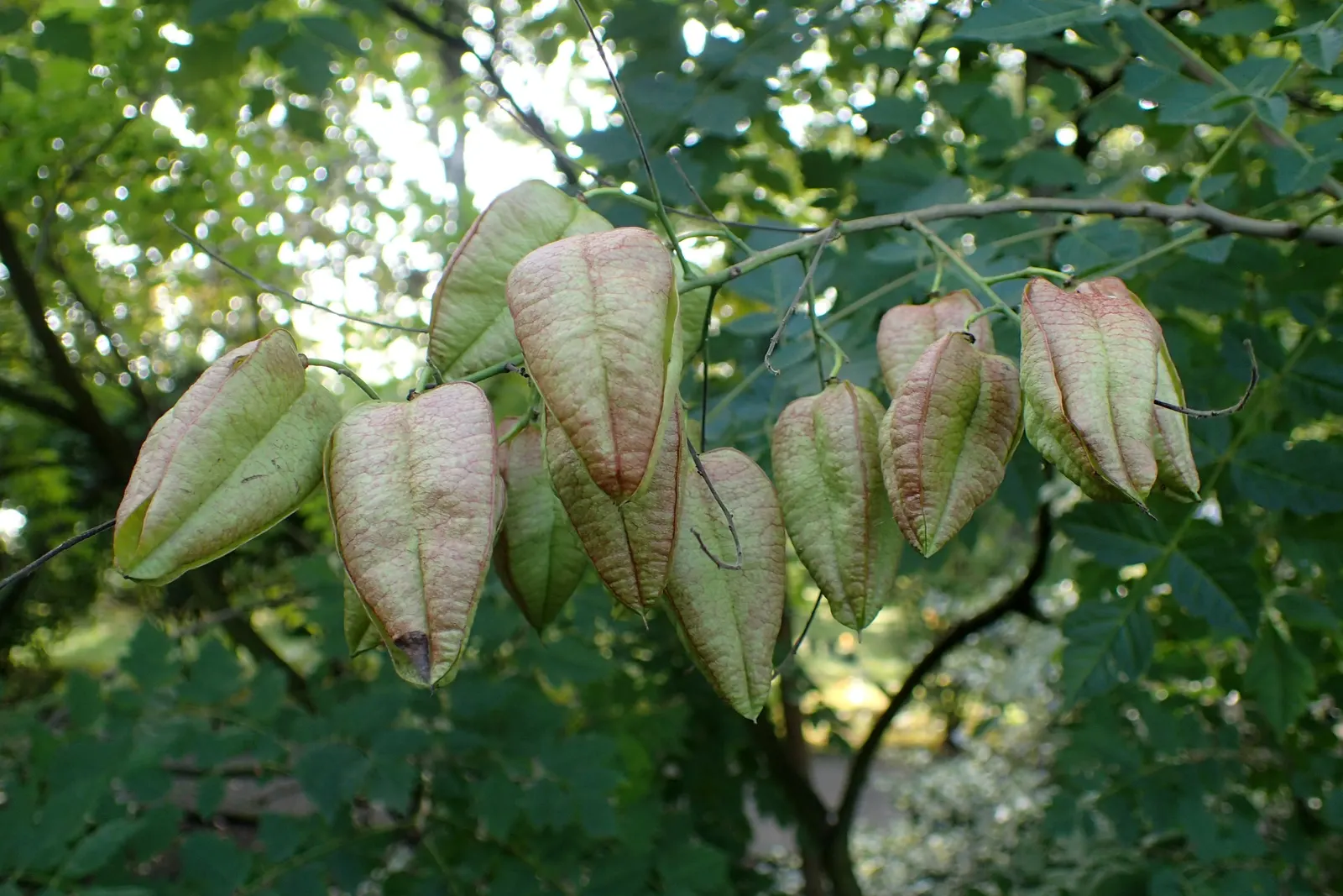 Goldenrain Tree (Koelreuteria Paniculata) — the Goldenrain Tree tolerates pollution and isn't highly selective with soil types; turning from green, image 88