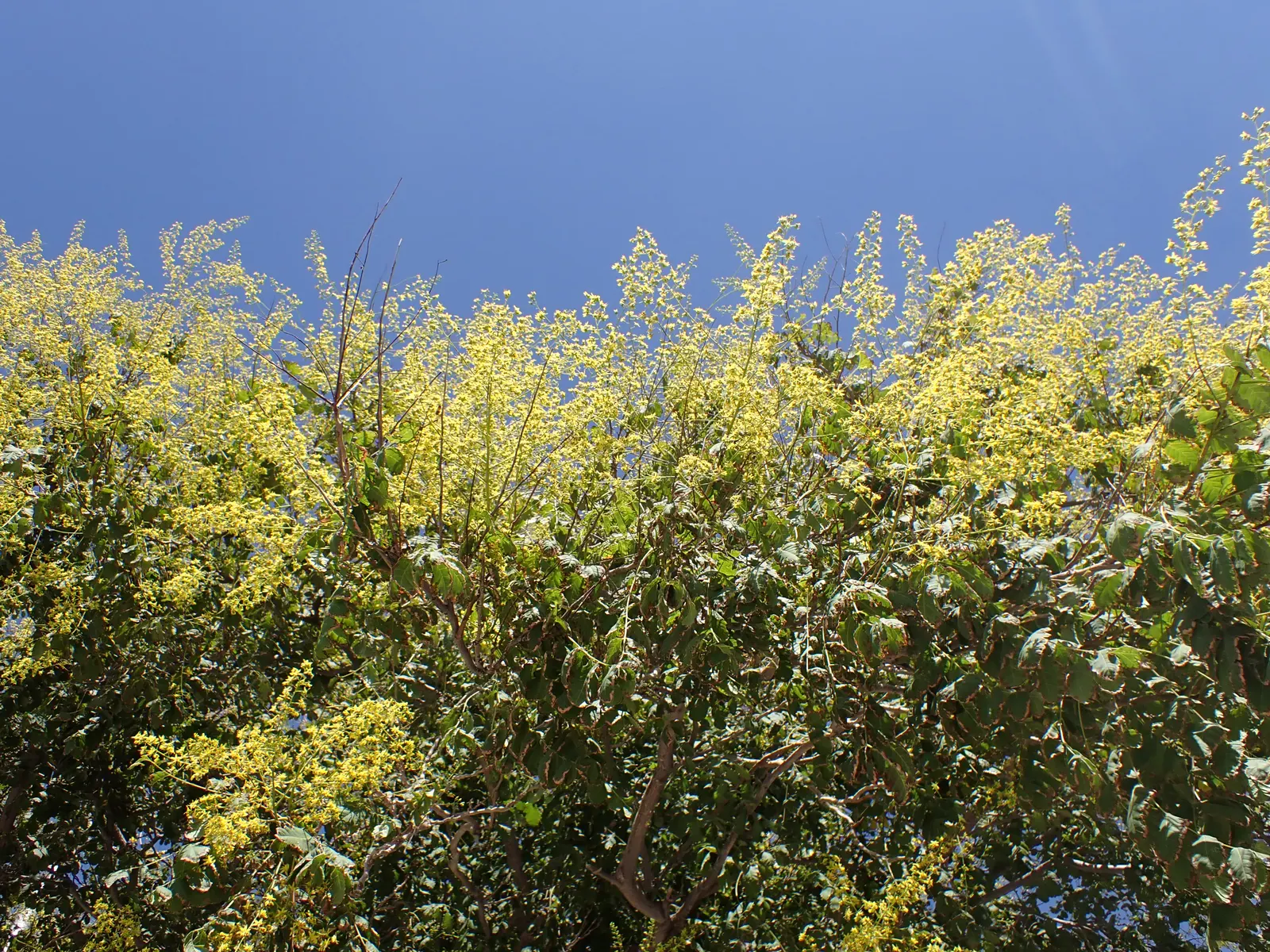 Goldenrain Tree (Koelreuteria Paniculata) — While adaptable to various pH levels, it prefers a slightly acidic to neutral ground; tree with yellow, image 86