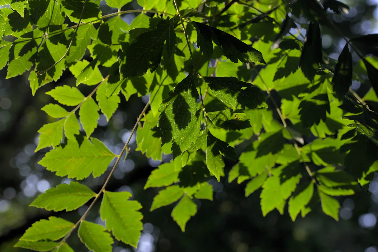 Goldenrain Tree (Koelreuteria Paniculata) — This species is hardy in USDA Zones 5 through 9; the flowers give way to papery fruit capsules measuring 1 to 2