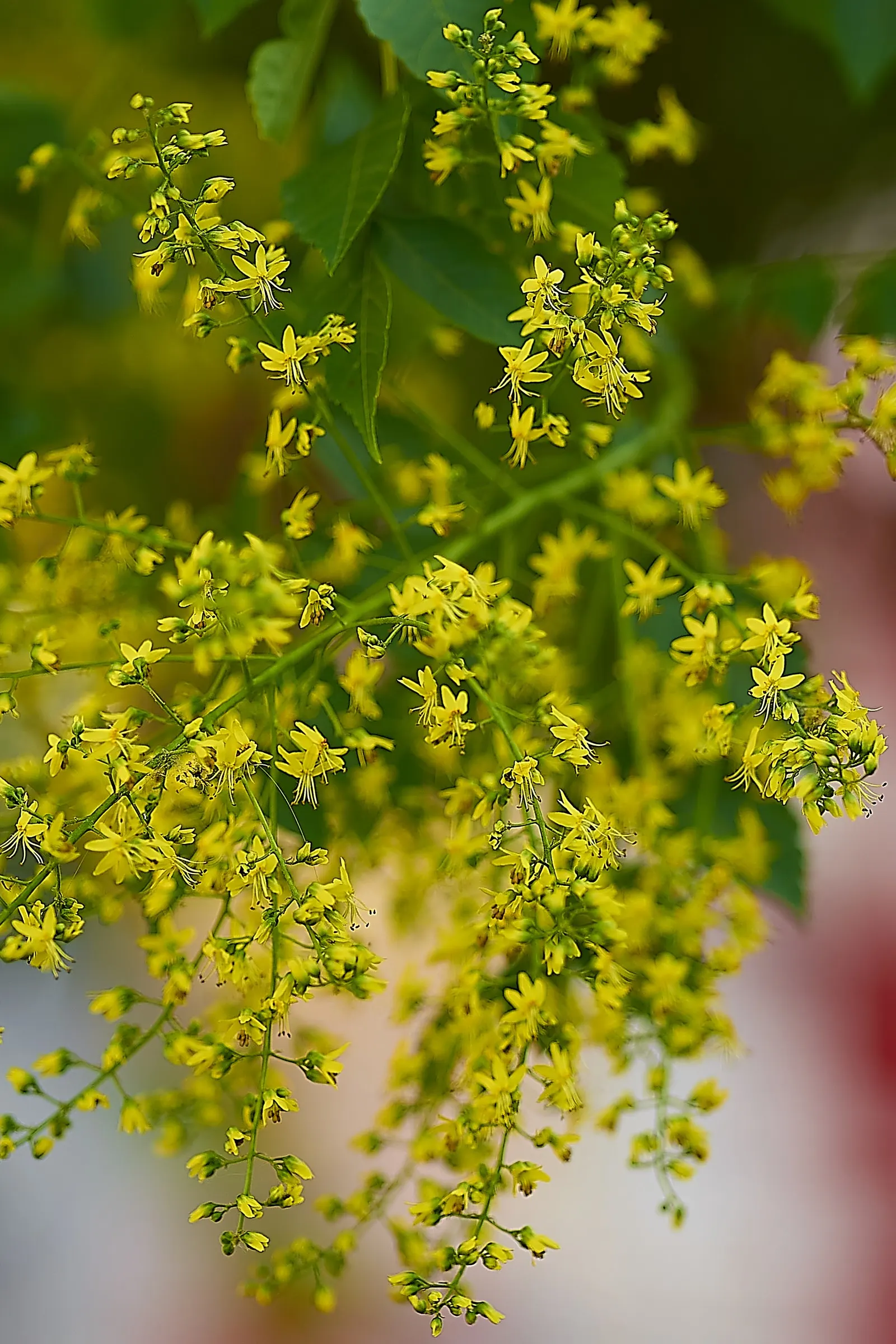 Goldenrain Tree (Koelreuteria Paniculata) — Celebrated for its mid-summer blooms of vibrant yellow clusters; it's a captivating choice for bold, image 97