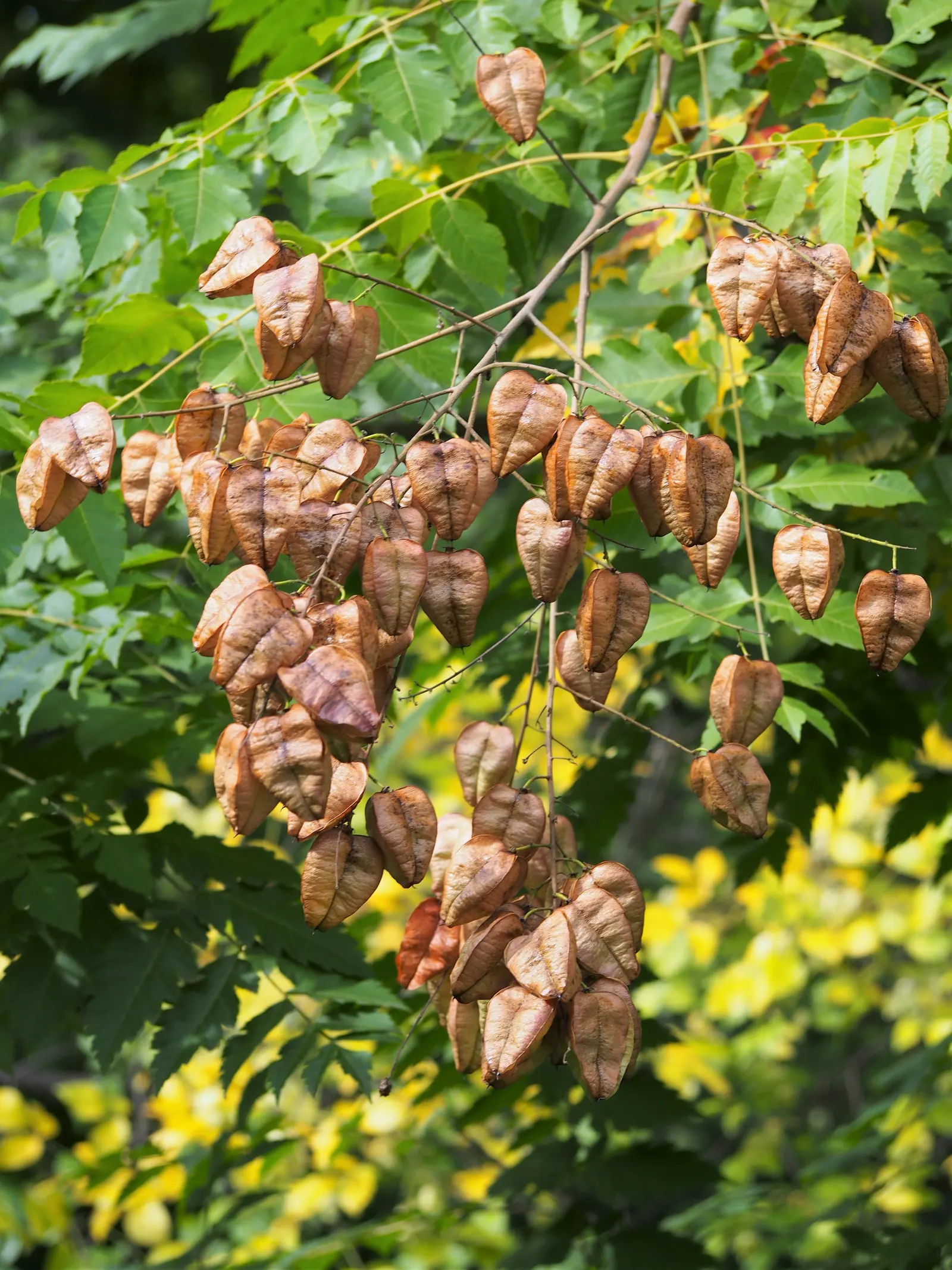 Goldenrain Tree (Koelreuteria Paniculata) — turning from green to pinkish-purple in autumn; the Goldenrain Tree tolerates pollution and isn't highly selective
