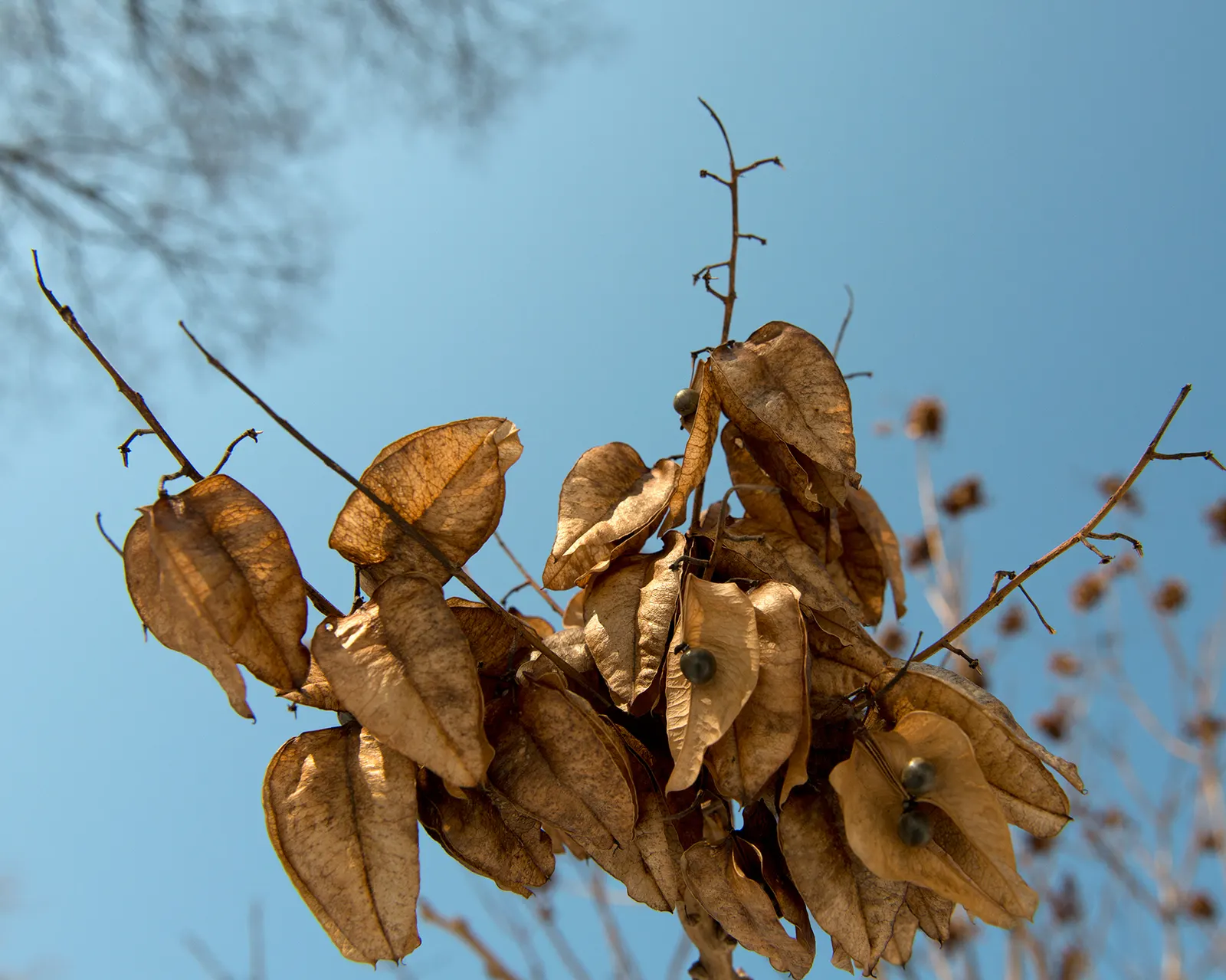 Goldenrain Tree (Koelreuteria Paniculata) — Efficient in urban conditions; celebrated for both its vibrant display of yellow flowers and its, image 63