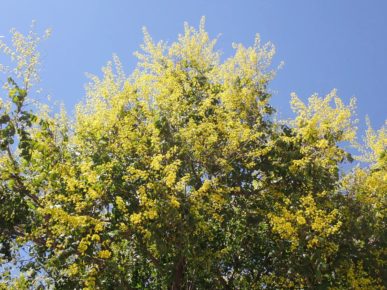 Goldenrain Tree (Koelreuteria Paniculata) — the flowers give way to papery fruit capsules measuring 1 to 2 inches; this species is hardy in USDA, image 84