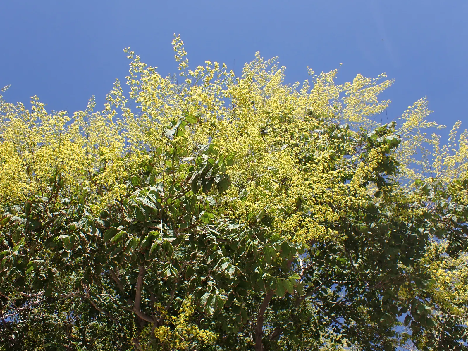 Goldenrain Tree (Koelreuteria Paniculata) — The Goldenrain Tree (Koelreuteria paniculata) is a visually striking; creating a rounded or vase-like, image 77