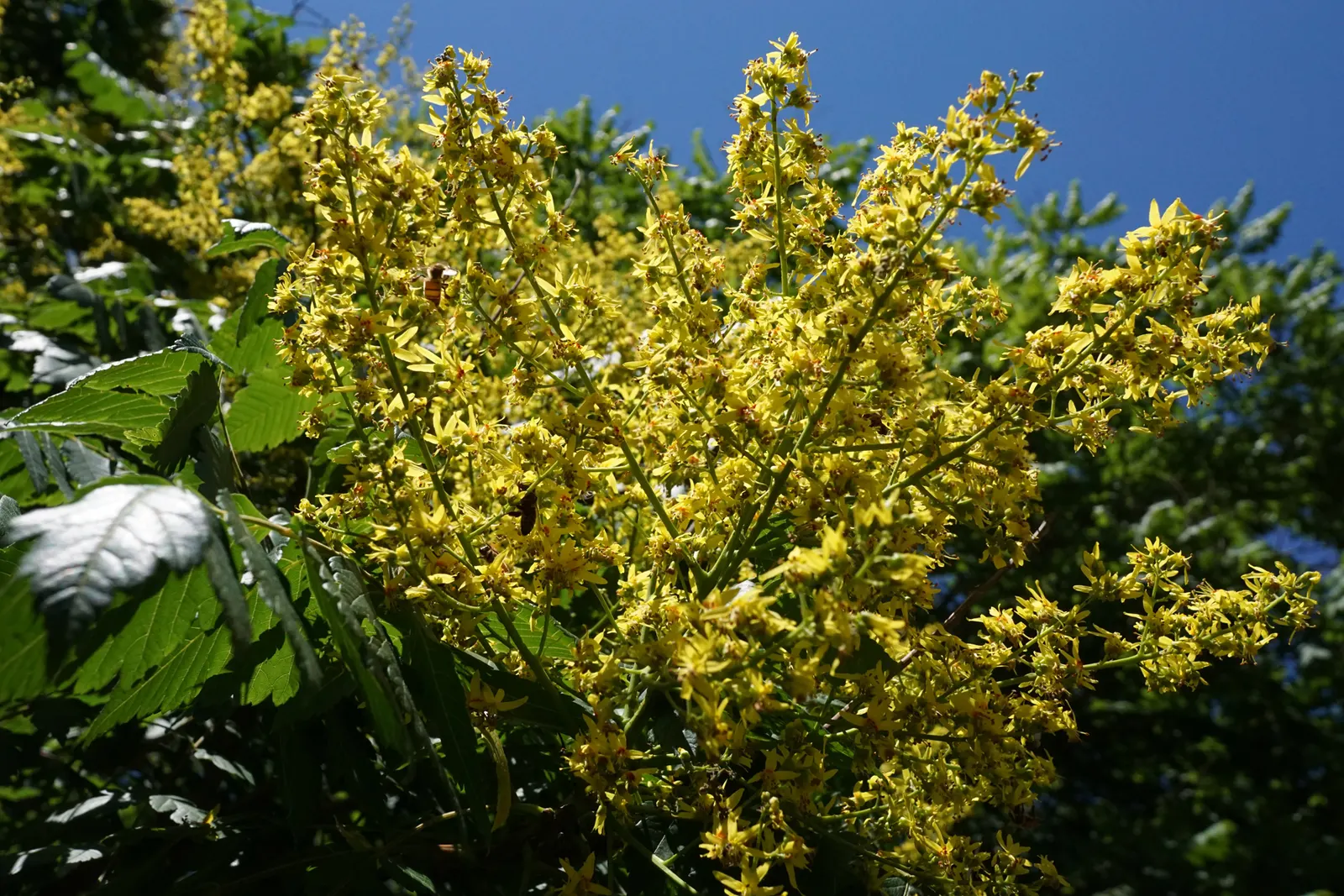 Goldenrain Tree (Koelreuteria Paniculata) — resembling a golden rain - hence the tree's common name; this specimen provides autumn spectacle with, image 59
