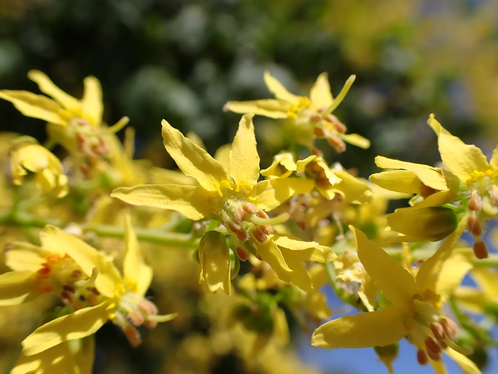 Goldenrain Tree (Koelreuteria Paniculata) — This species is hardy in USDA Zones 5 through 9; the flowers give way to papery fruit capsules, image 81