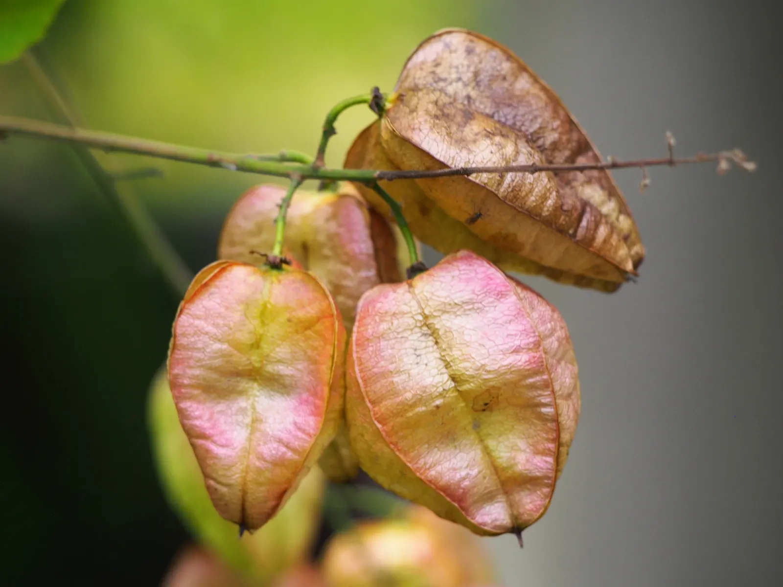 Goldenrain Tree (Koelreuteria Paniculata) — resembling a golden rain - hence the tree's common name; this specimen provides autumn spectacle with pinkish-red
