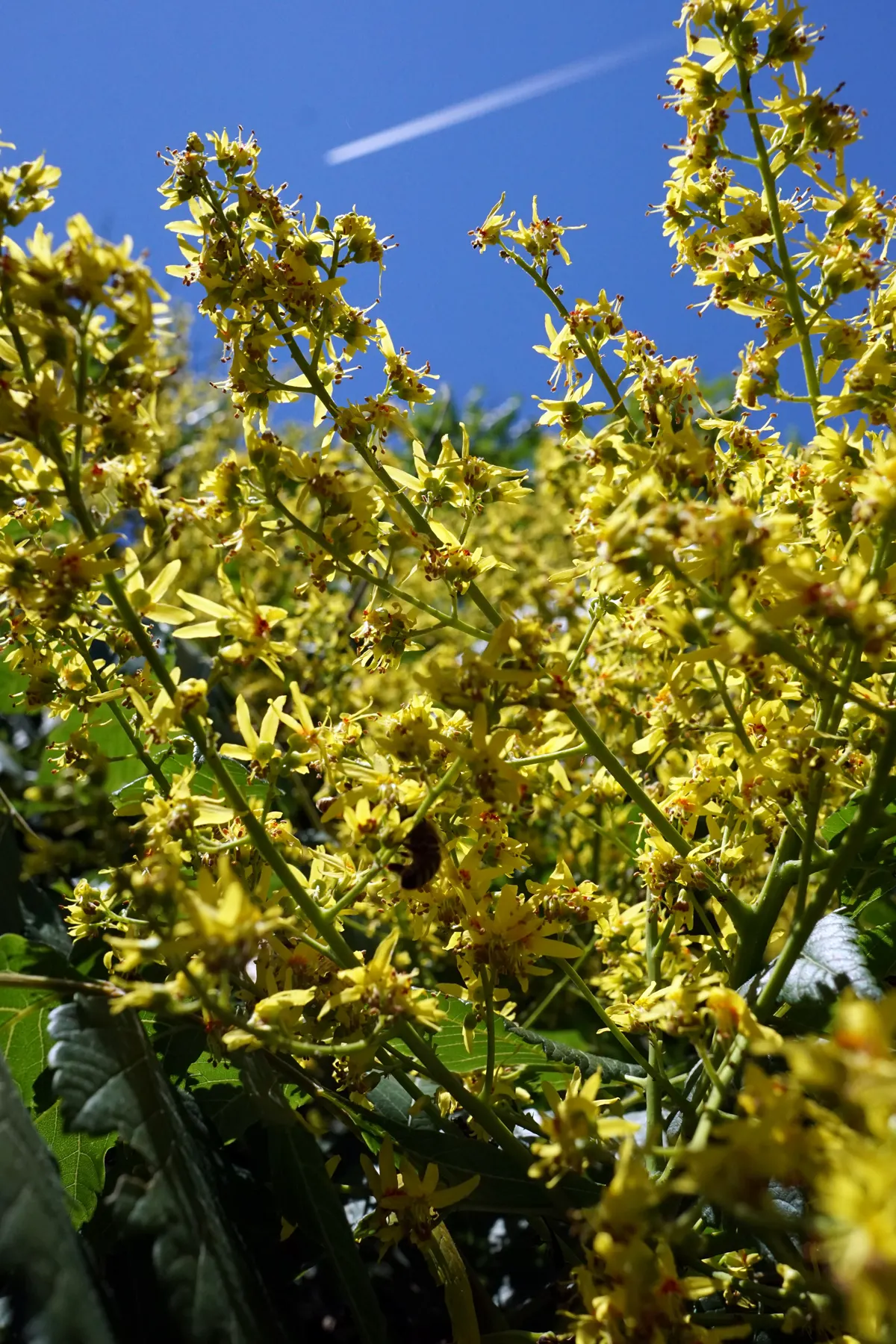 Goldenrain Tree (Koelreuteria Paniculata) — While adaptable to various pH levels, it prefers a slightly acidic to neutral ground; tree with yellow, image 62