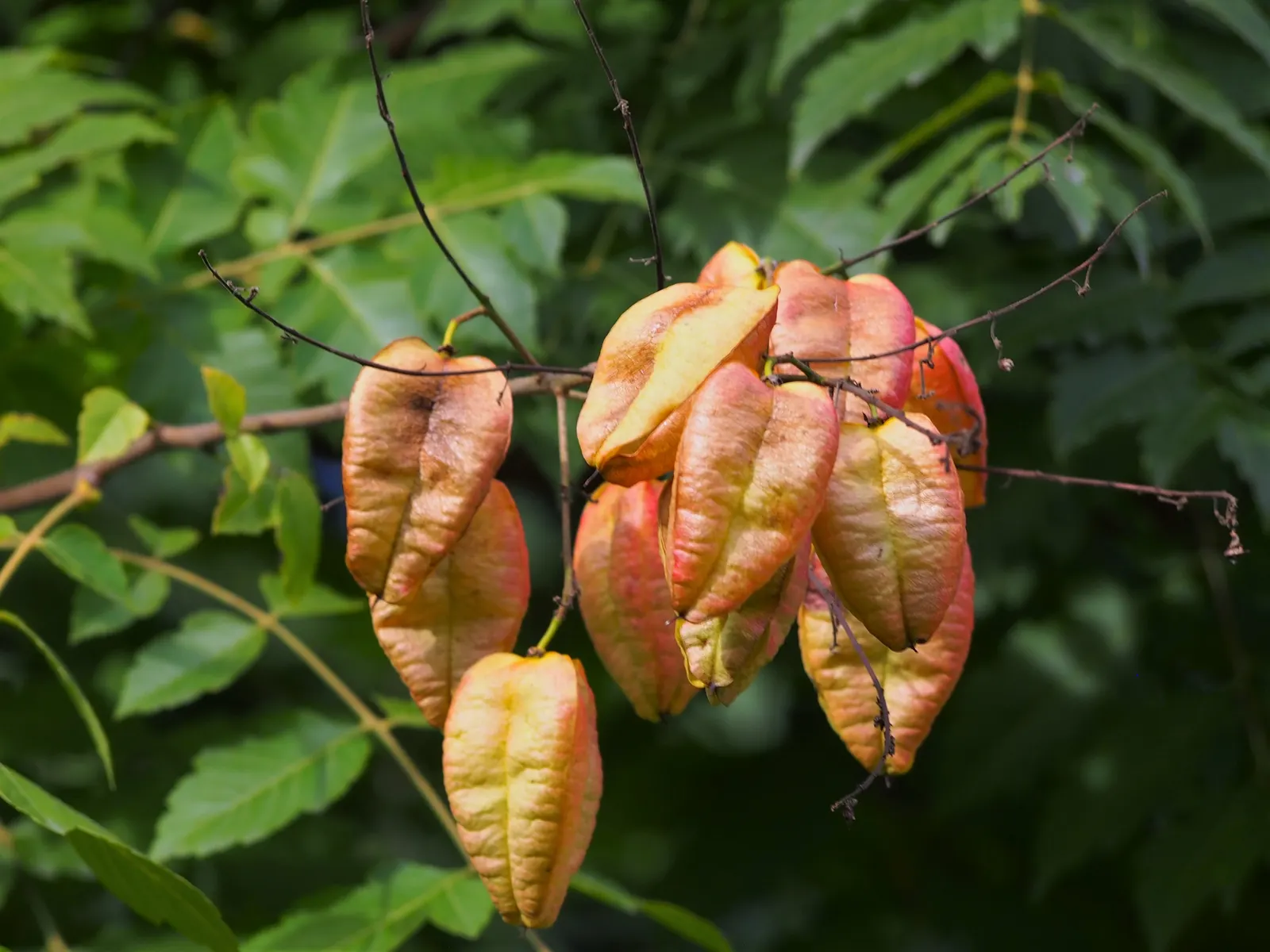 Goldenrain Tree (Koelreuteria Paniculata) — While adaptable to various pH levels, it prefers a slightly acidic to neutral ground; tree with yellow blooms