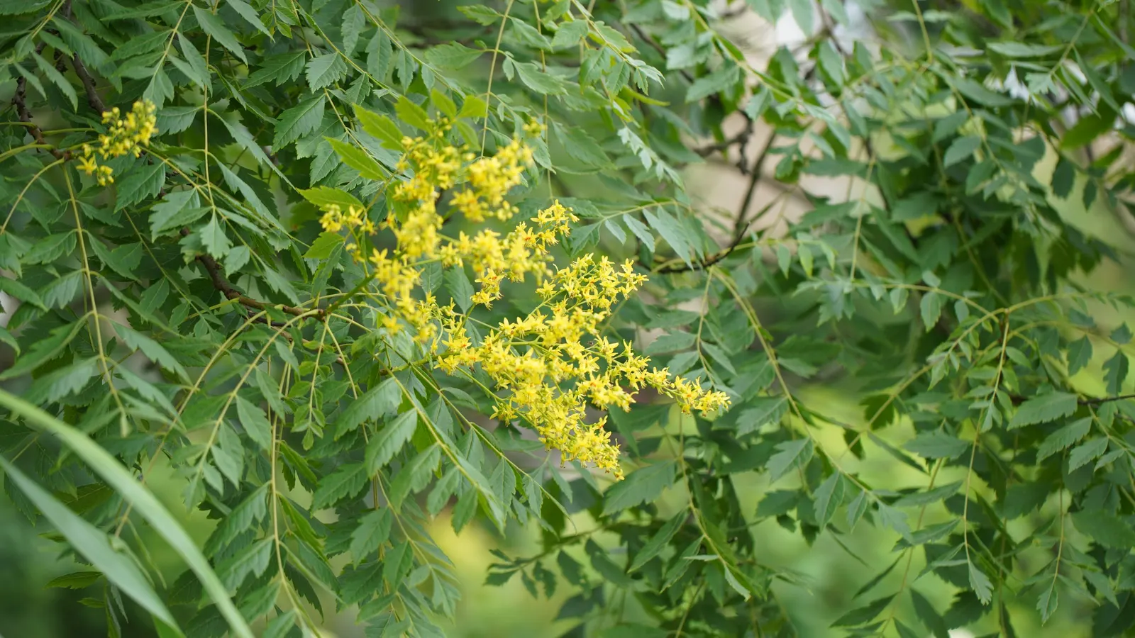 Goldenrain Tree (Koelreuteria Paniculata) — celebrated for both its vibrant display of yellow flowers and its decorative; efficient in urban, image 78