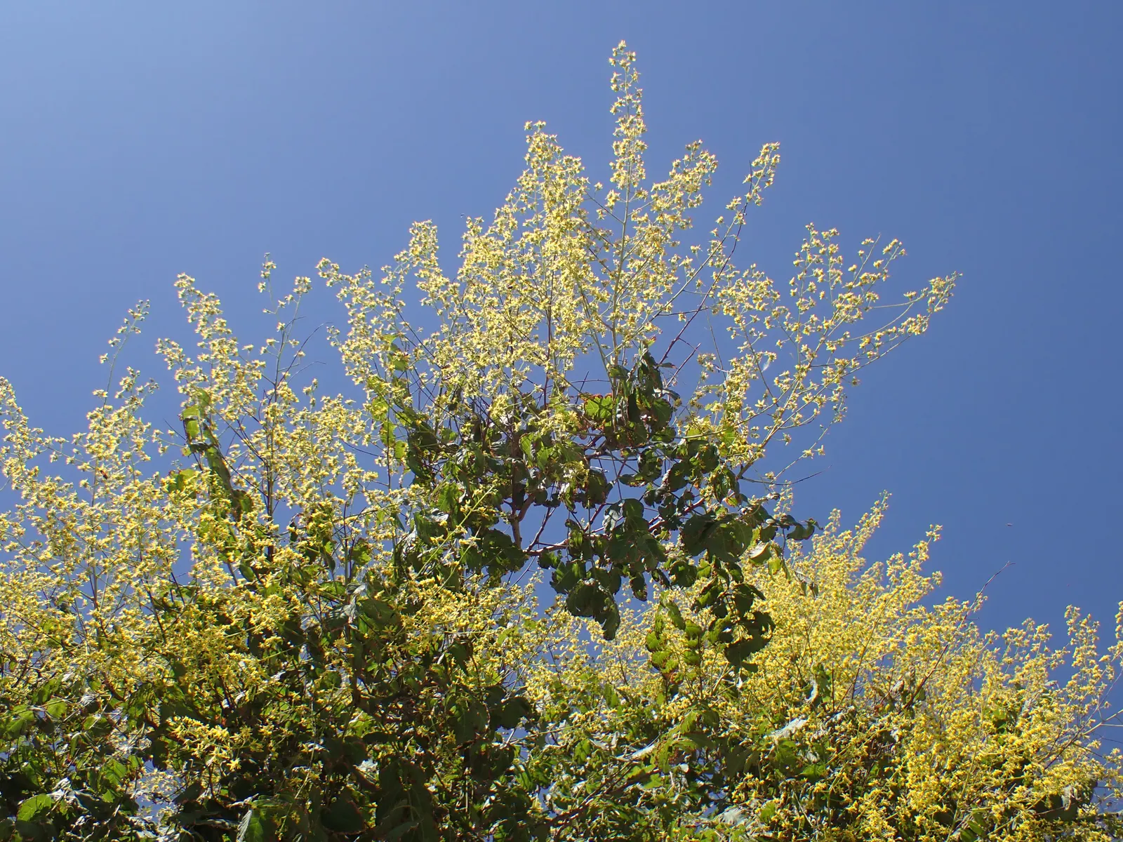 Goldenrain Tree (Koelreuteria Paniculata) — making it an excellent choice for city landscapes.<br><br>When designing a space with this species; a, image 89