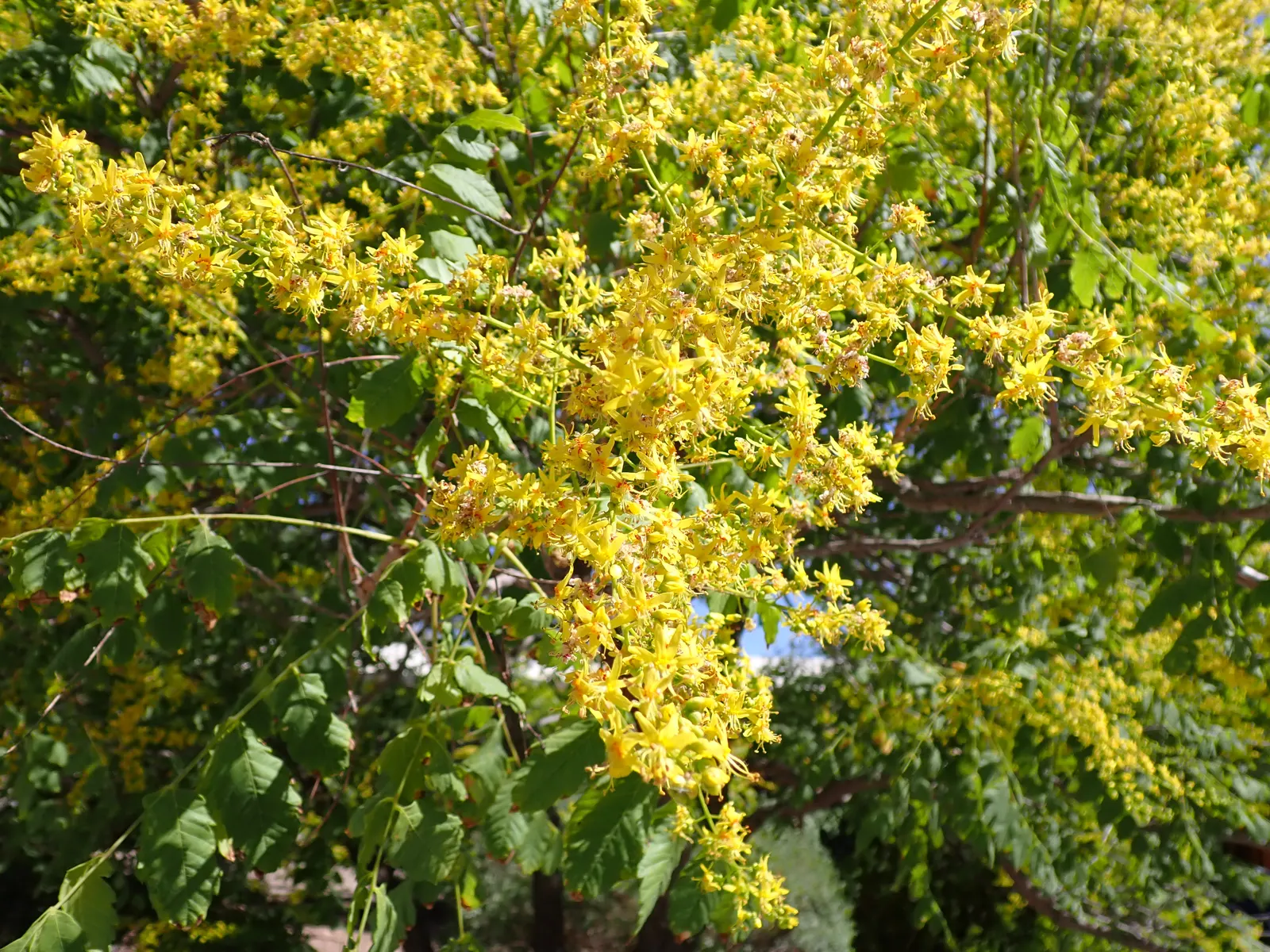 Goldenrain Tree (Koelreuteria Paniculata) — Regular pruning may be necessary to maintain desired shape and manage any volunteer seedlings; yellow, image 91