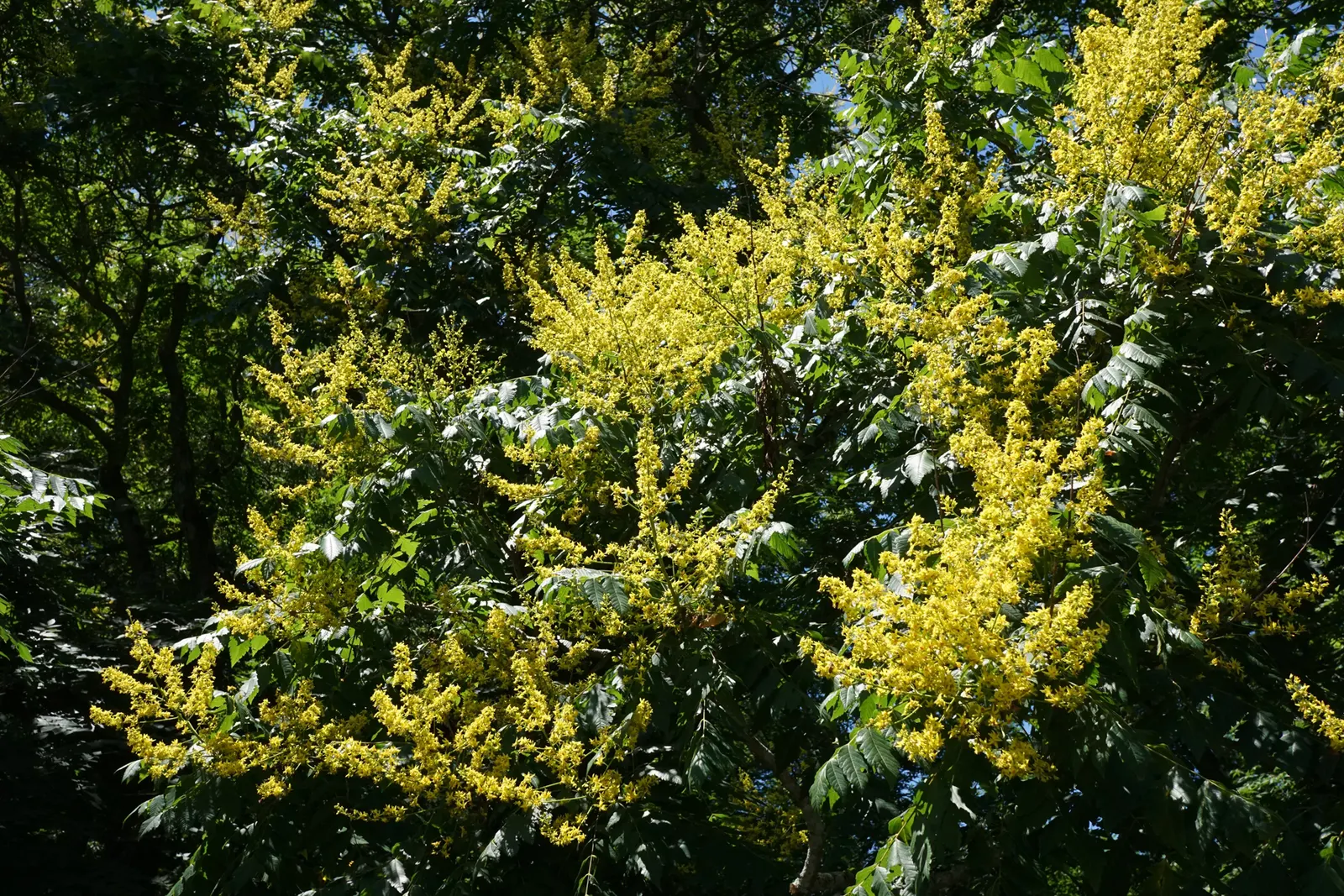 Goldenrain Tree (Koelreuteria Paniculata) — the Goldenrain Tree tolerates pollution and isn't highly selective with soil types; turning from green, image 64
