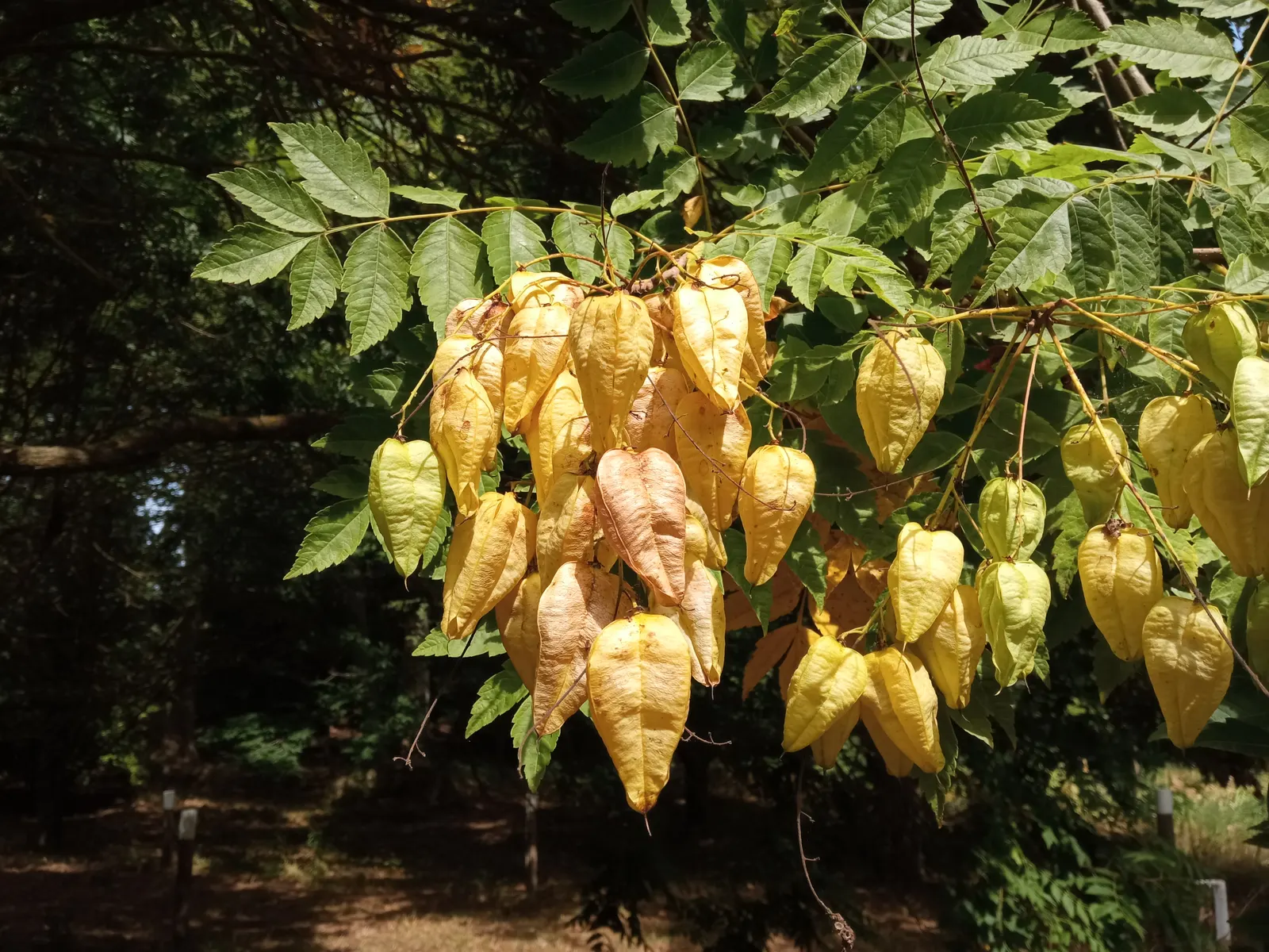 Goldenrain Tree (Koelreuteria Paniculata) — Efficient in urban conditions; celebrated for both its vibrant display of yellow flowers and its decorative