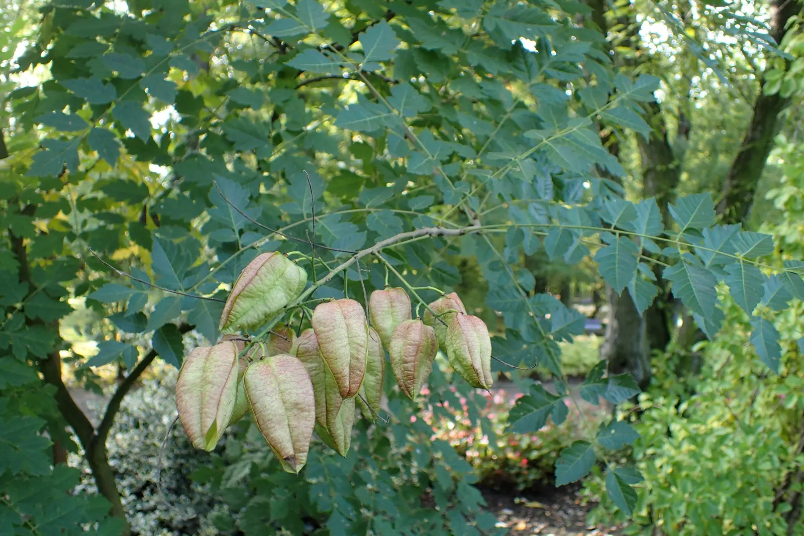 Goldenrain Tree (Koelreuteria Paniculata) — tree with yellow blooms; while adaptable to various pH levels, it prefers a slightly acidic to neutral, image 71