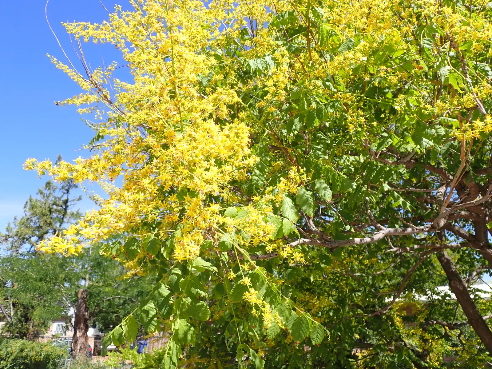 Goldenrain Tree (Koelreuteria Paniculata) — turning from green to pinkish-purple in autumn; the Goldenrain Tree tolerates pollution and isn't, image 85