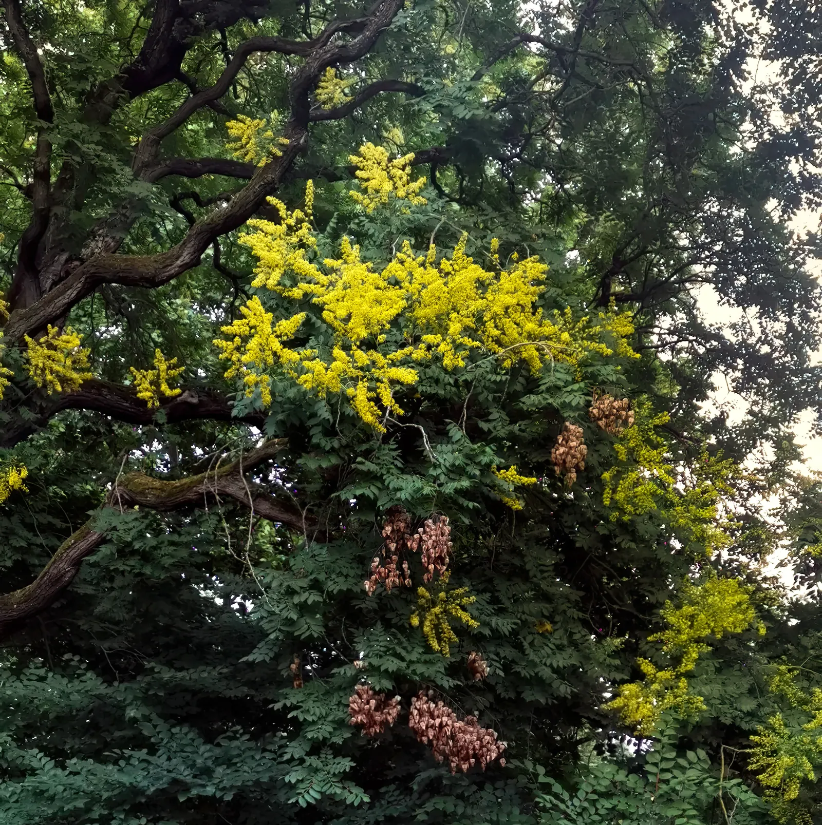 Goldenrain Tree (Koelreuteria Paniculata) — the Goldenrain Tree tolerates pollution and isn't highly selective with soil types; turning from green to