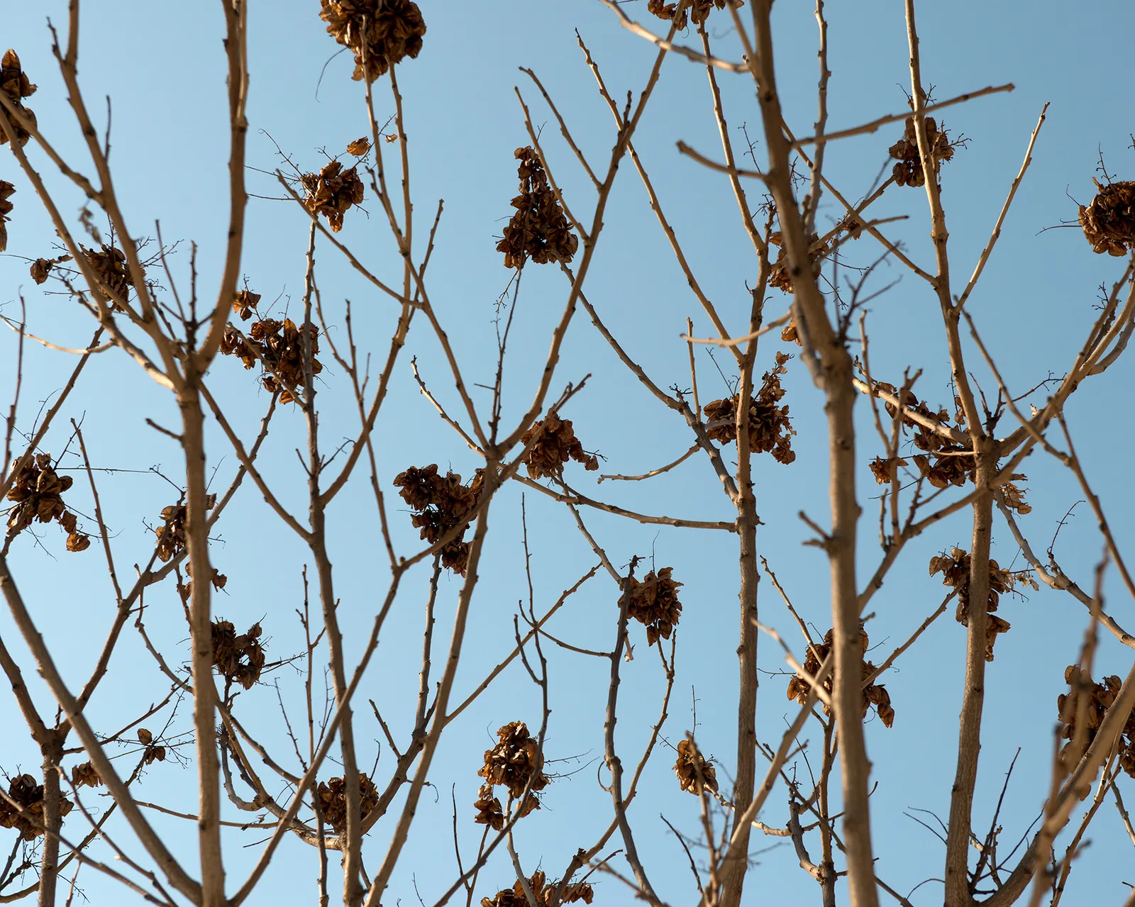 Goldenrain Tree (Koelreuteria Paniculata) — Regular pruning may be necessary to maintain desired shape and manage any volunteer seedlings; yellow, image 67