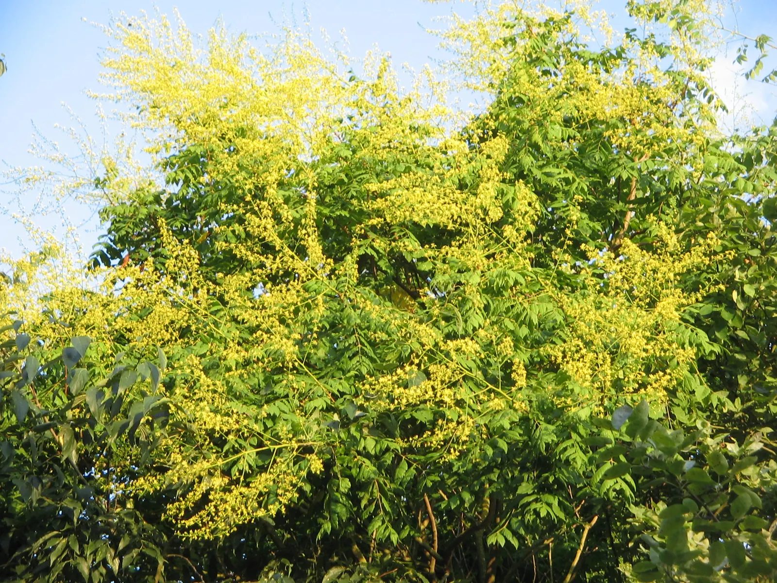 Goldenrain Tree (Koelreuteria Paniculata) — tree with yellow blooms; while adaptable to various pH levels, it prefers a slightly acidic to neutral, image 95