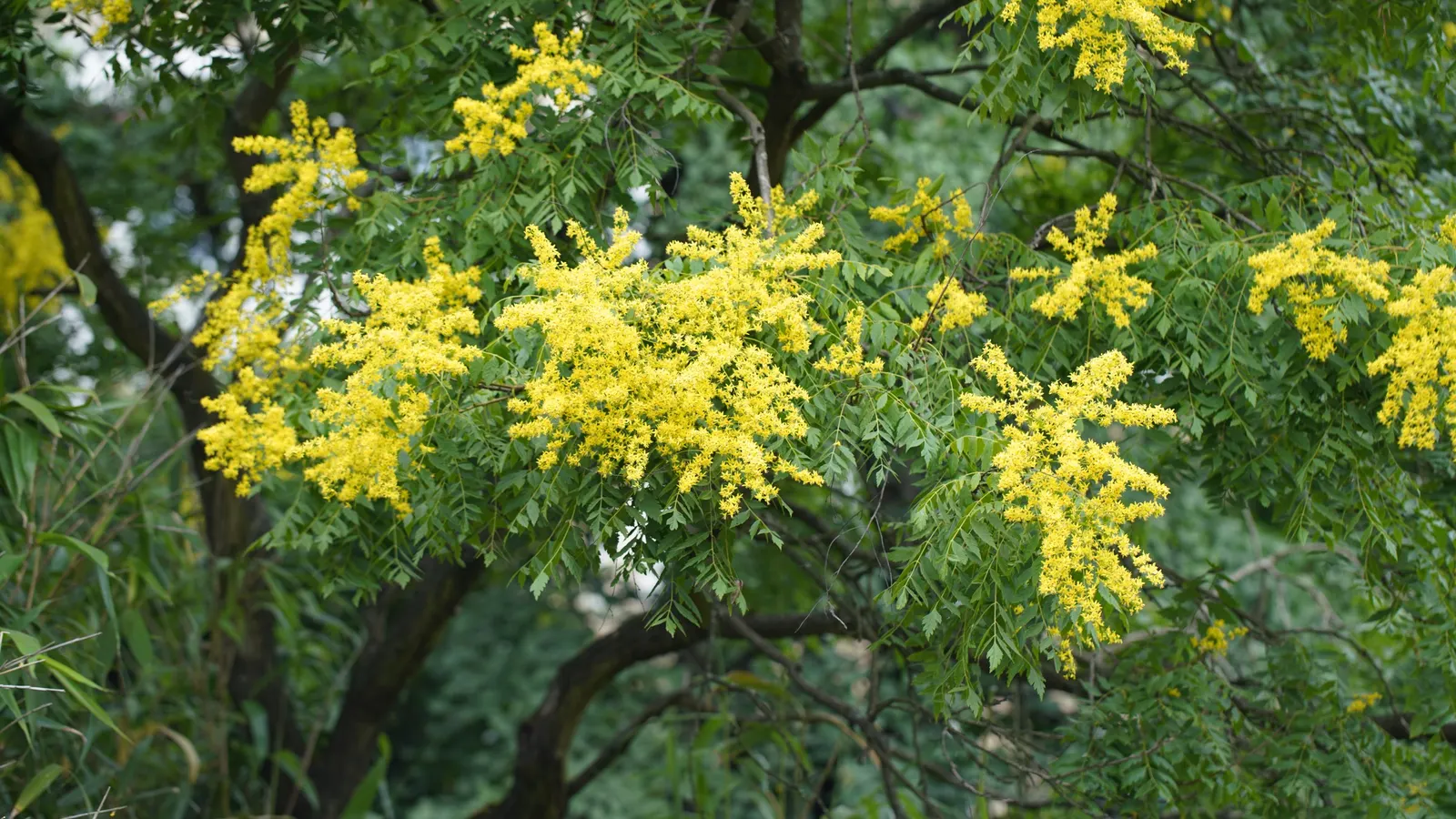 Goldenrain Tree (Koelreuteria Paniculata) — while multiple trees can be used for creating avenues or borders within larger spaces; tree for full, image 93