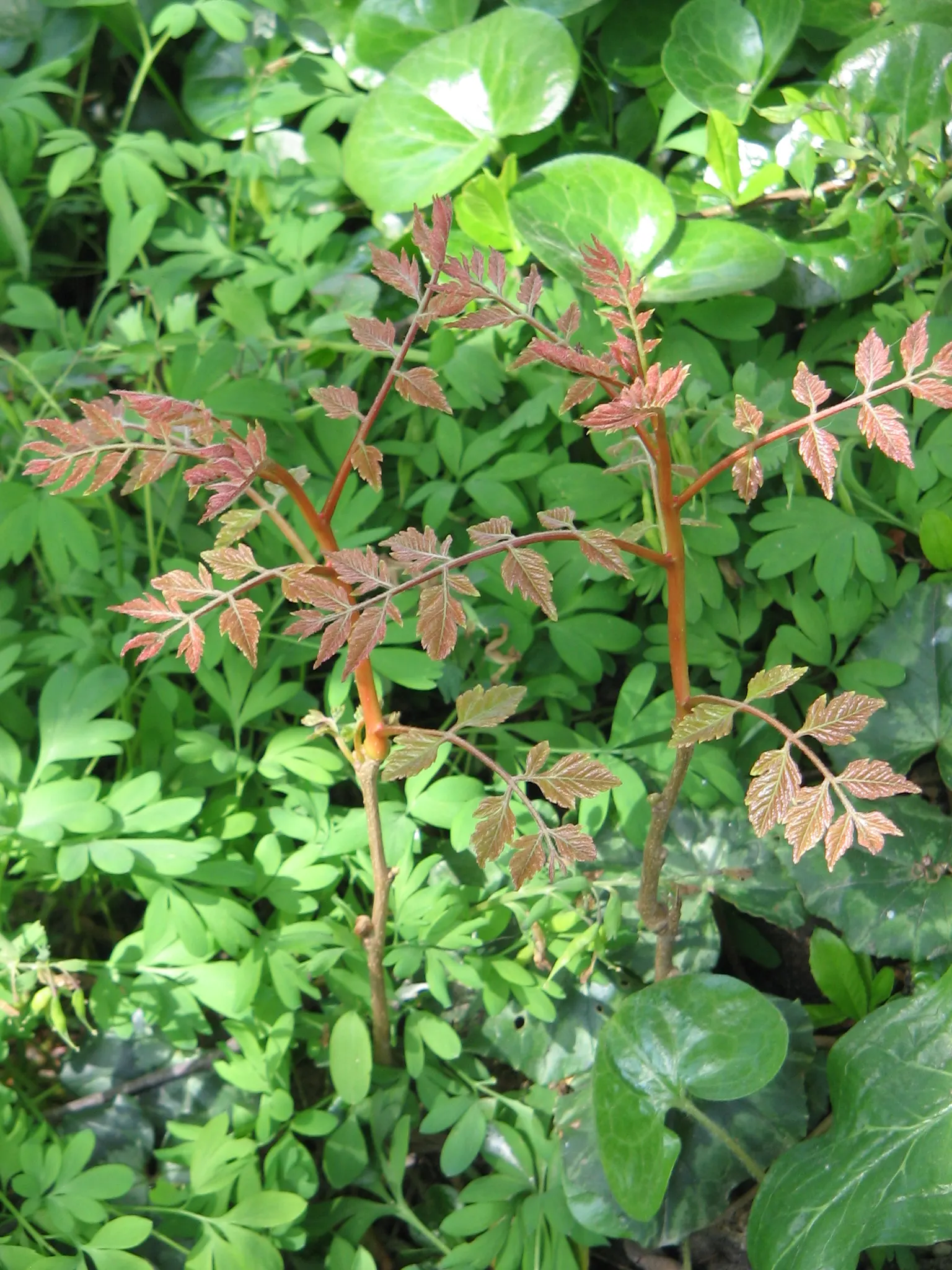 Goldenrain Tree (Koelreuteria Paniculata) — yellow flowers in the garden; it reaches a mature height of approximately 30 to 40 feet with a spread, image 94