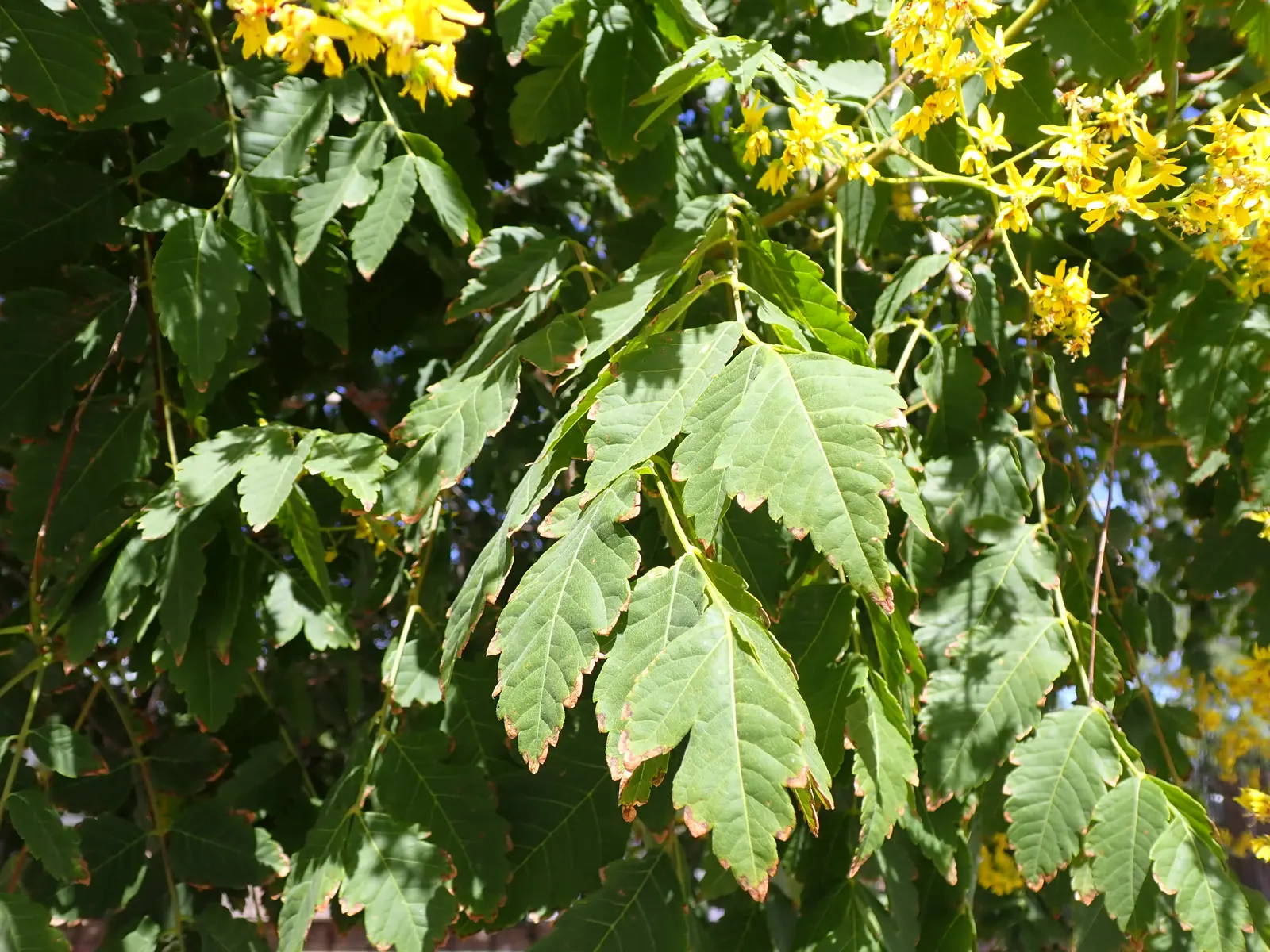 Goldenrain Tree (Koelreuteria Paniculata) — resembling a golden rain - hence the tree's common name; this specimen provides autumn spectacle with, image 83