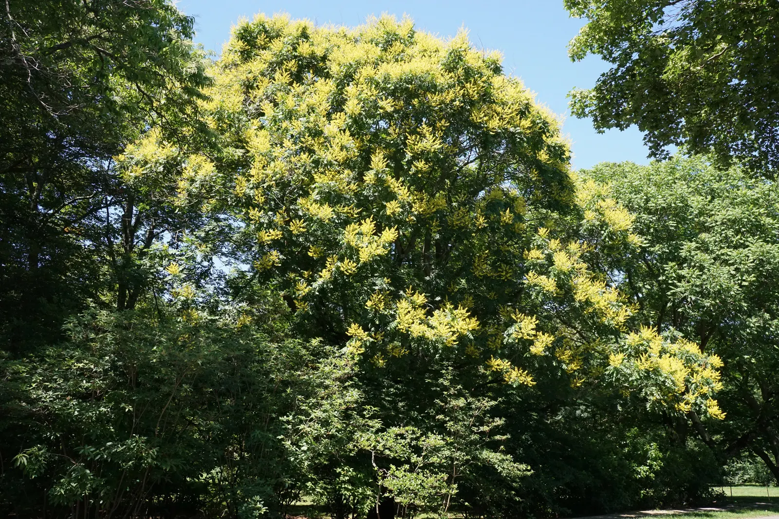 Goldenrain Tree (Koelreuteria Paniculata) — consider its moderate growth rate and potential for self-seeding; it thrives in full sun, adapts to, image 66