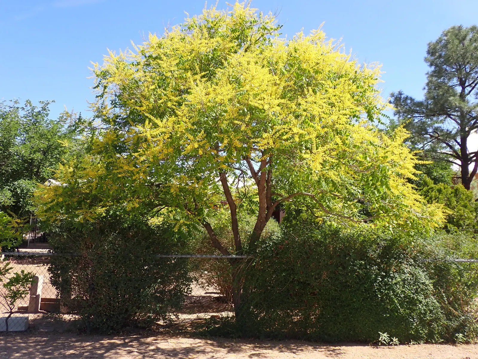 Goldenrain Tree (Koelreuteria Paniculata) — creating a rounded or vase-like canopy that casts a dappled shade; the Goldenrain Tree (Koelreuteria, image 80