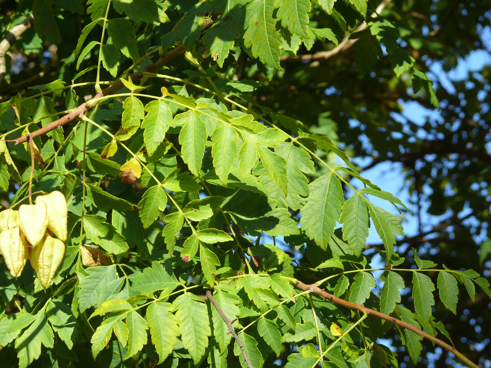 Goldenrain Tree (Koelreuteria Paniculata) — It thrives in full sun, adapts to various soils, and boasts moderate drought tolerance; consider its, image 99