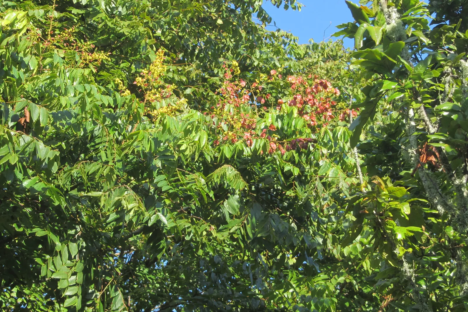 Goldenrain Tree (Koelreuteria Paniculata) — it's a captivating choice for bold visual interest in temperate landscapes; celebrated for its, image 52