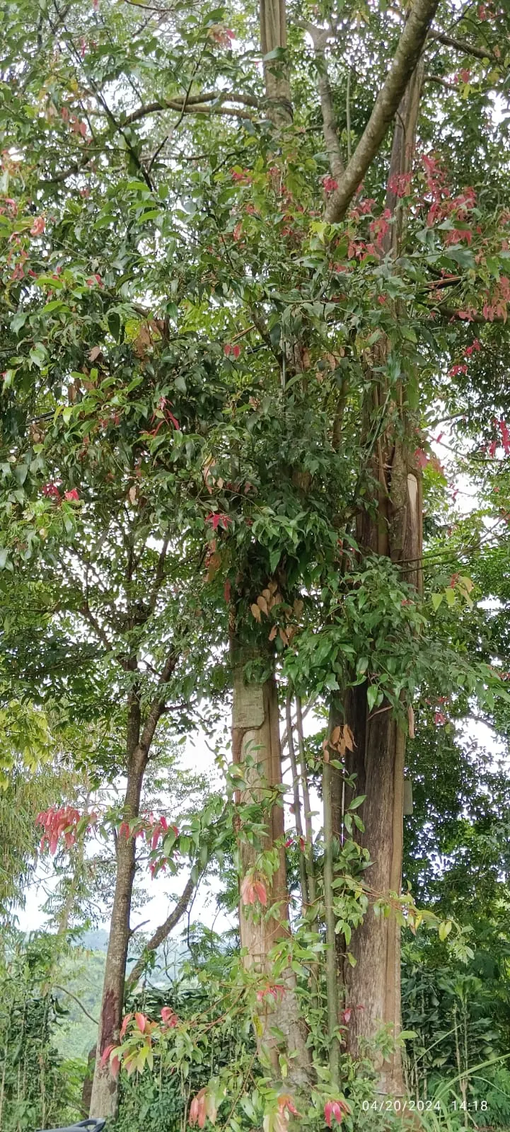 Goldenrain Tree (Koelreuteria Paniculata) — A single specimen makes an enchanting focal point; making it an excellent choice for city landscapes.<br><br>When