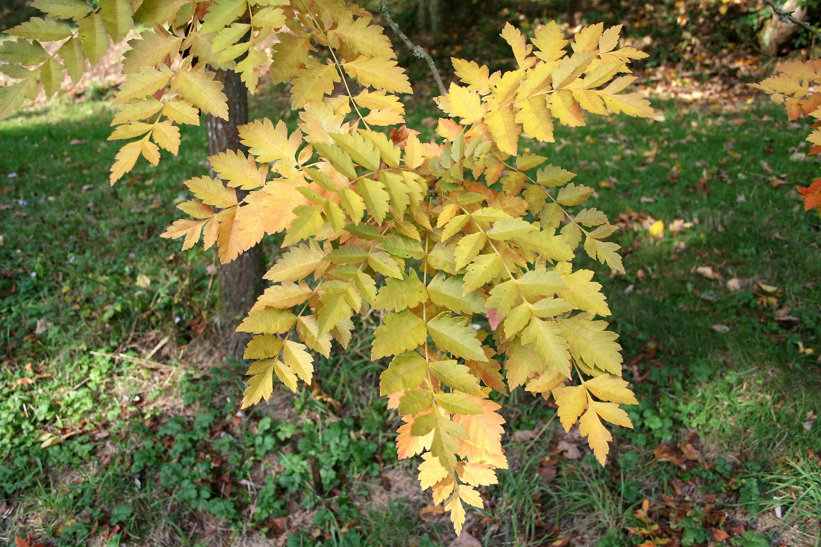 Goldenrain Tree (Koelreuteria Paniculata) — Regular pruning may be necessary to maintain desired shape and manage any volunteer seedlings; yellow flowers up to
