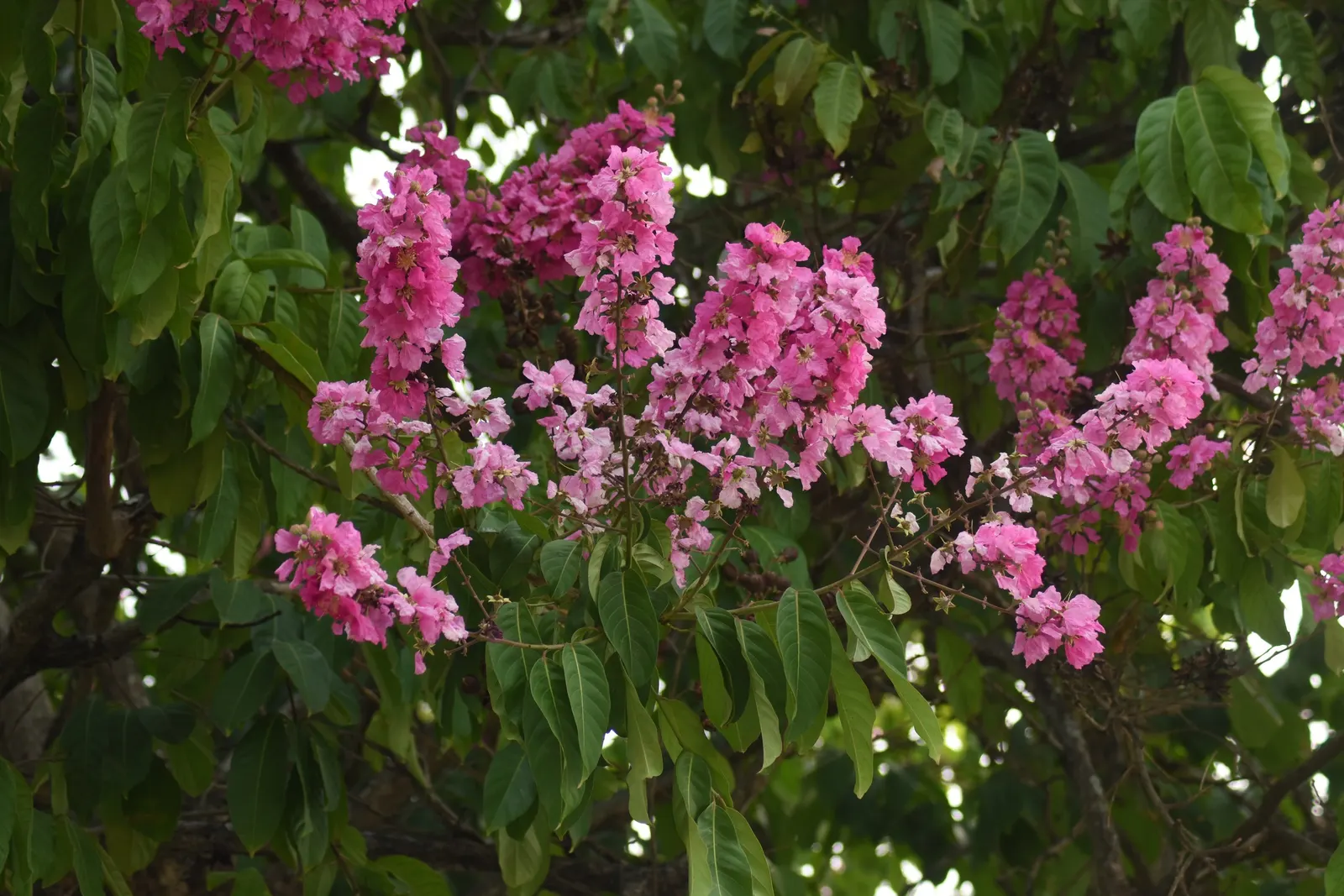 Goldenrain Tree (Koelreuteria Paniculata) — making it an excellent choice for city landscapes.<br><br>When designing a space with this species; a single